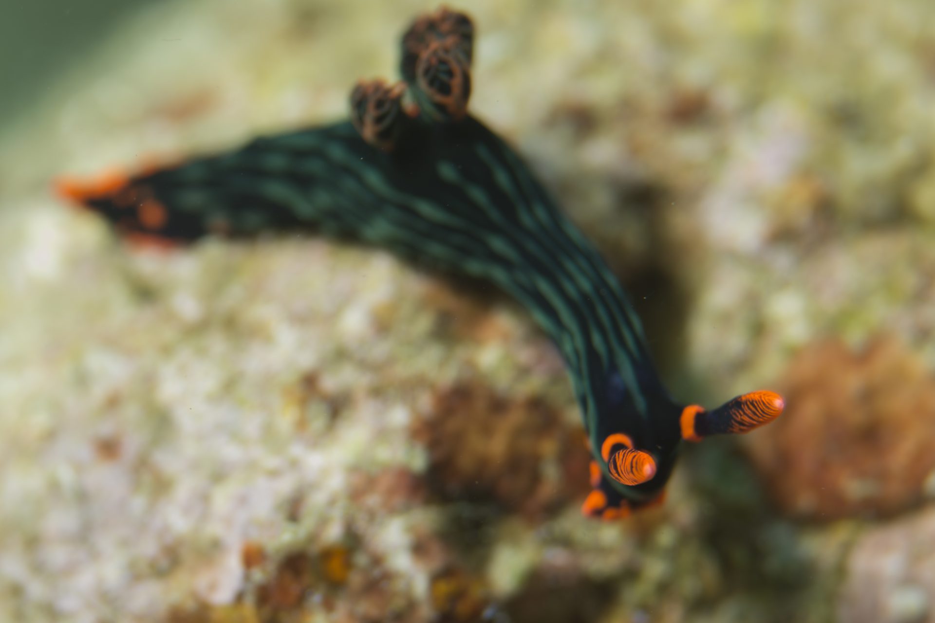 Red-flanked sea slug