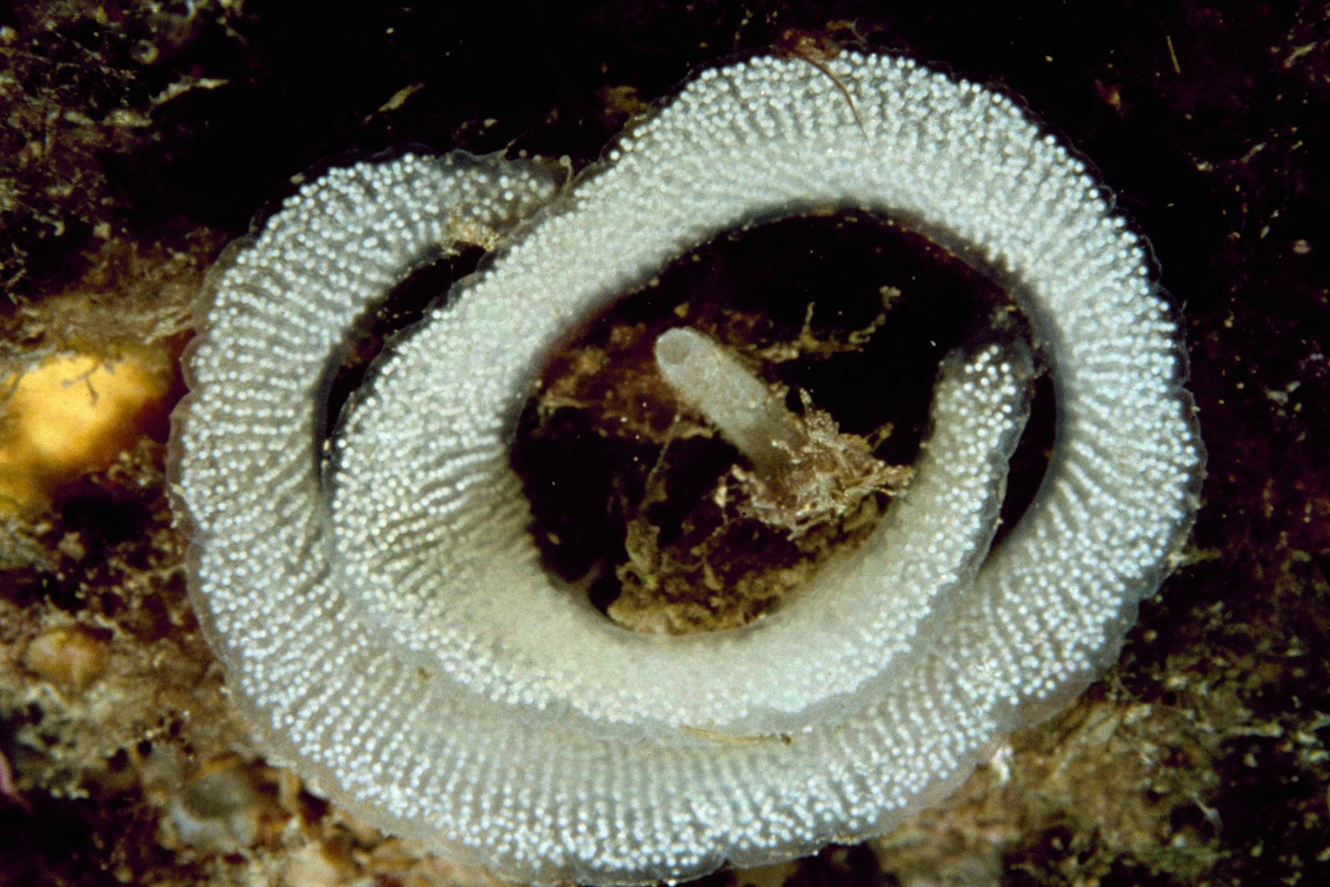 Sea slug egg mass