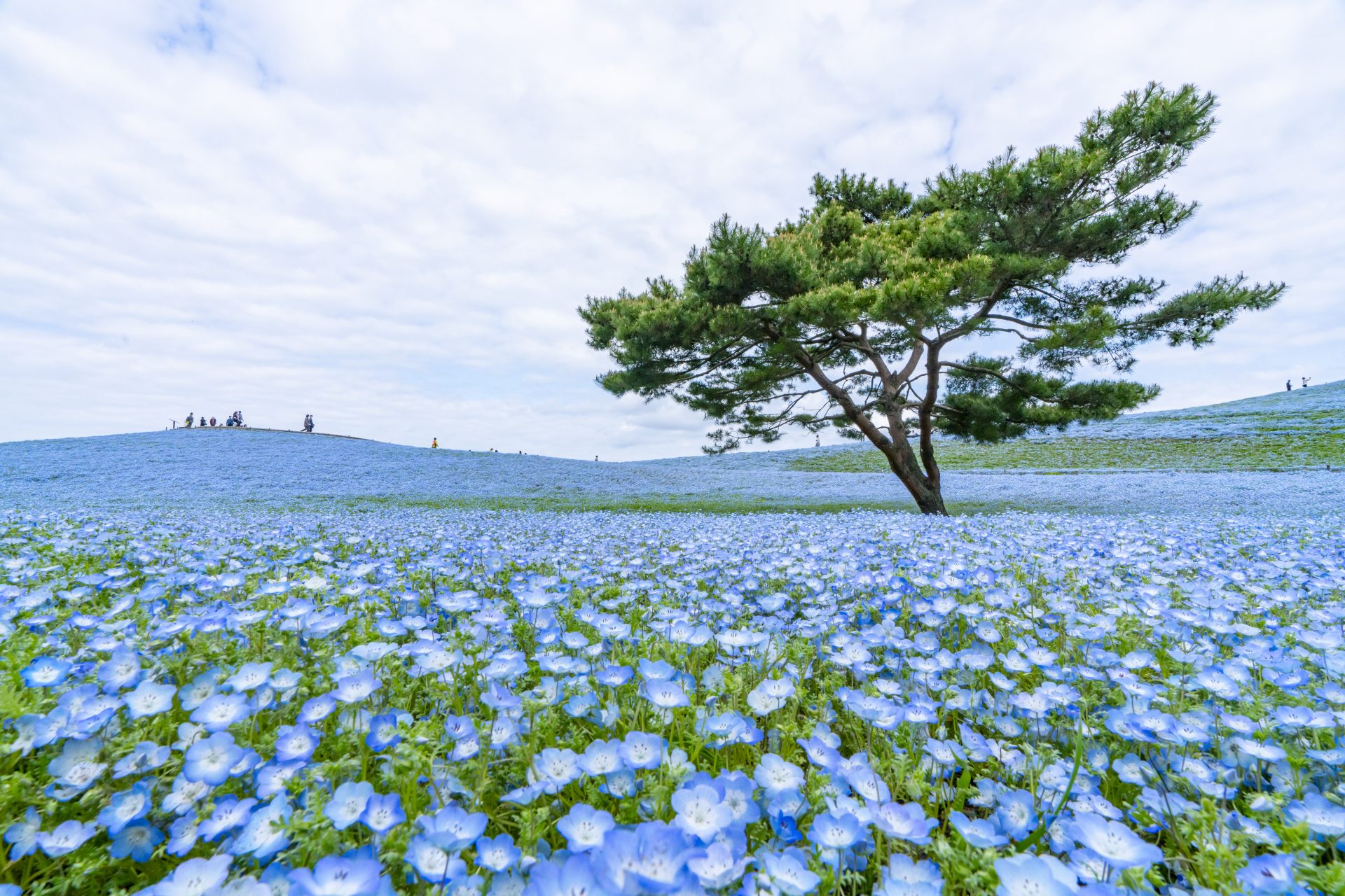 El ojo azul bebé florece en Ibaraki, Japón