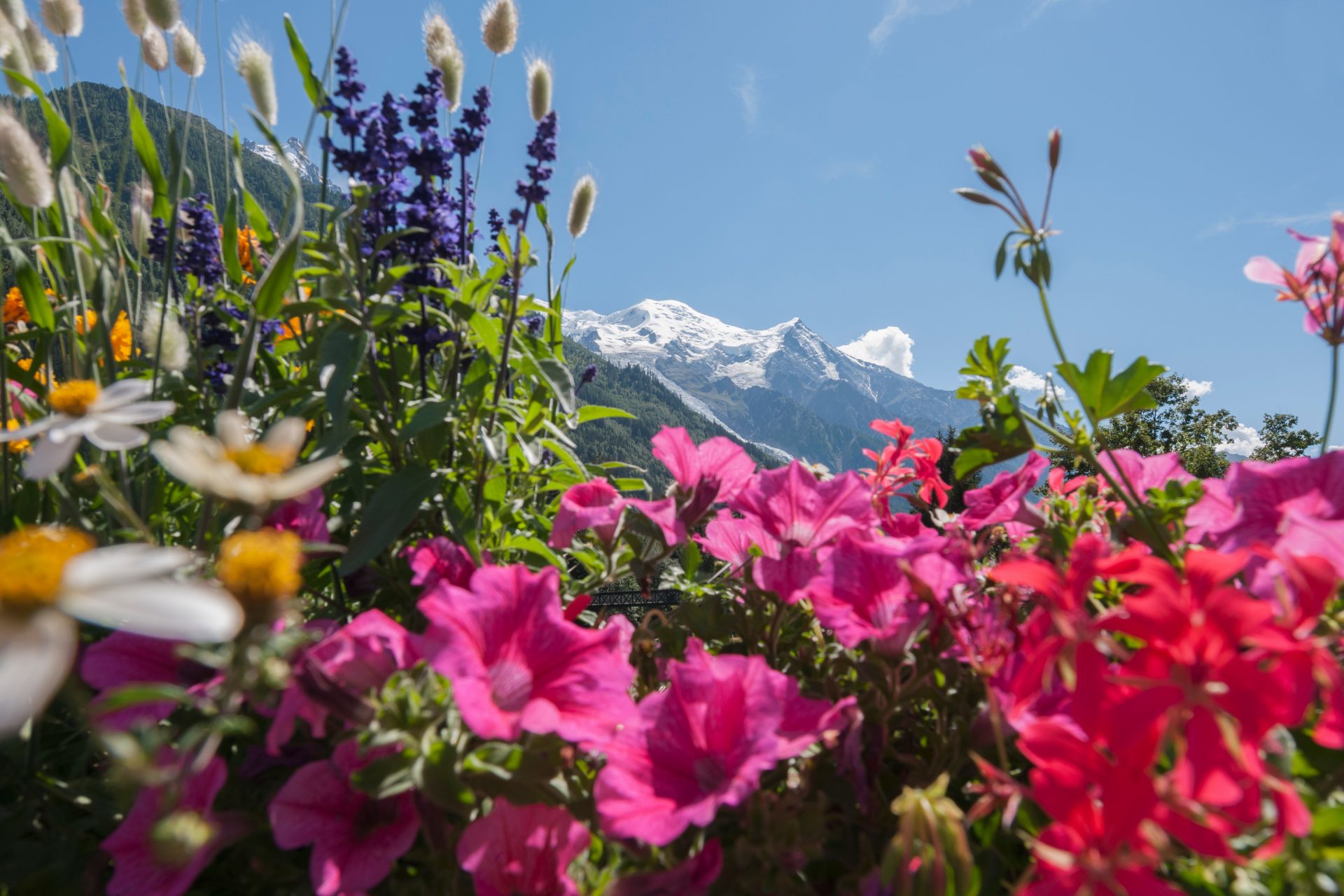 Flores silvestres en Chamonix, Francia