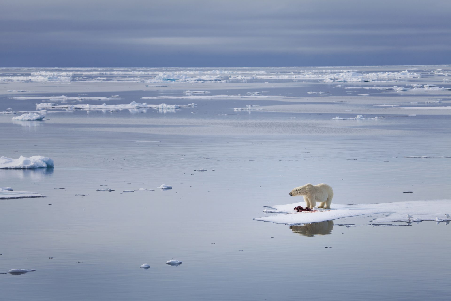 Experten prognostizieren, dass der Arktische Ozean bereits 2027 eisfrei sein könnte