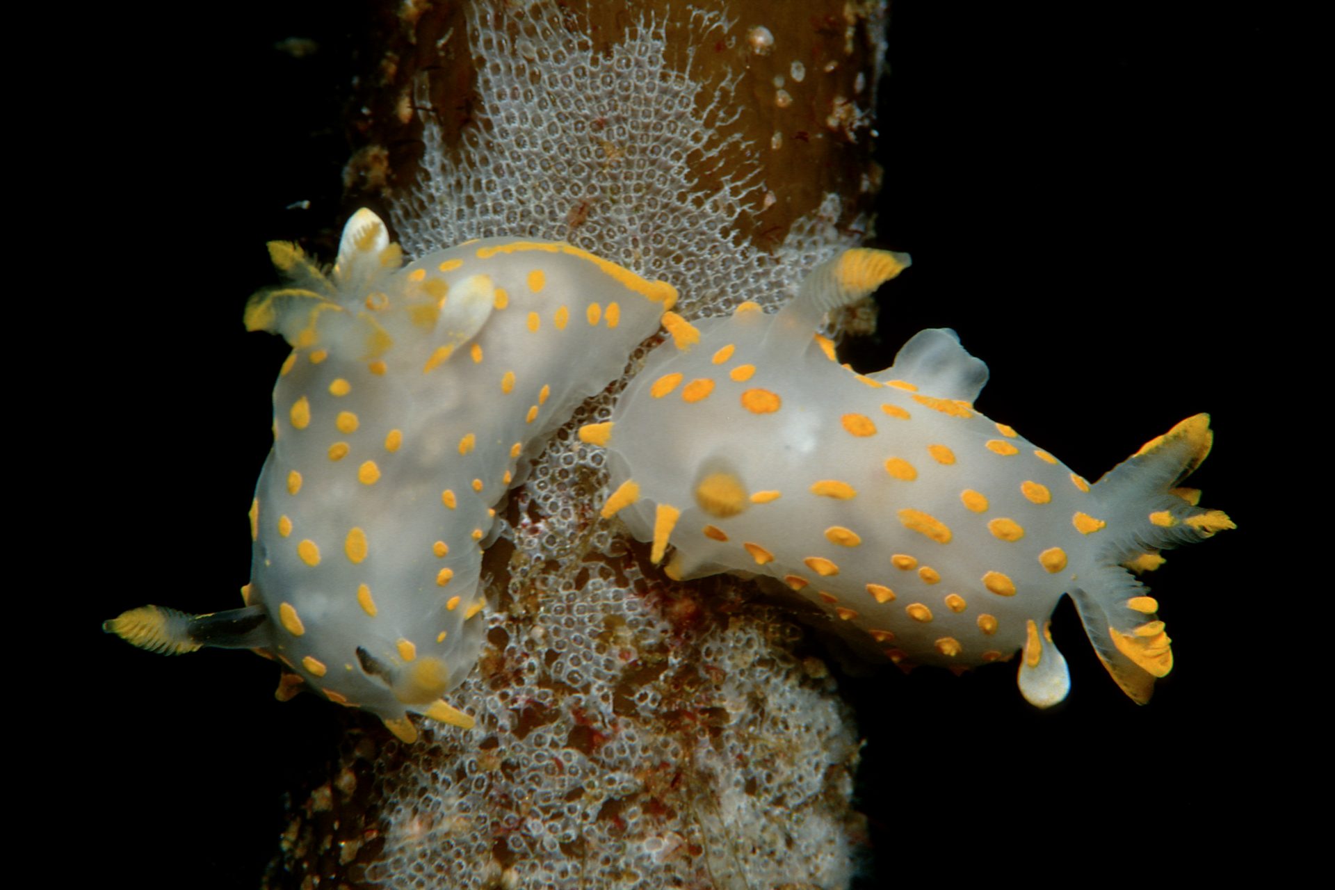 Sea slug fashion show