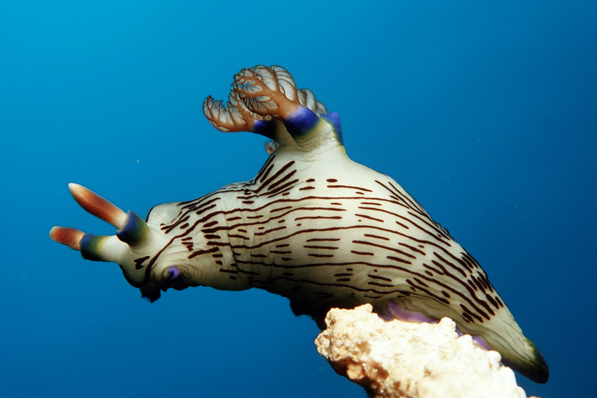 Black-striped sea slug