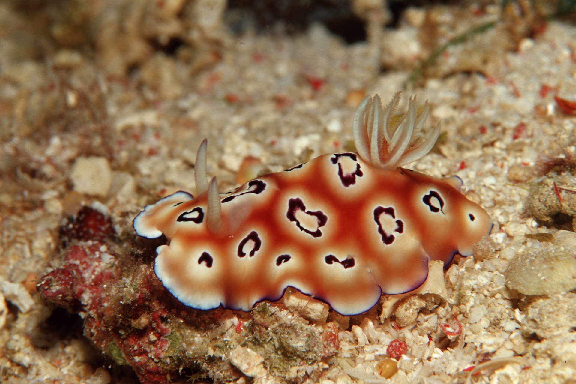 Fritillary sea slug