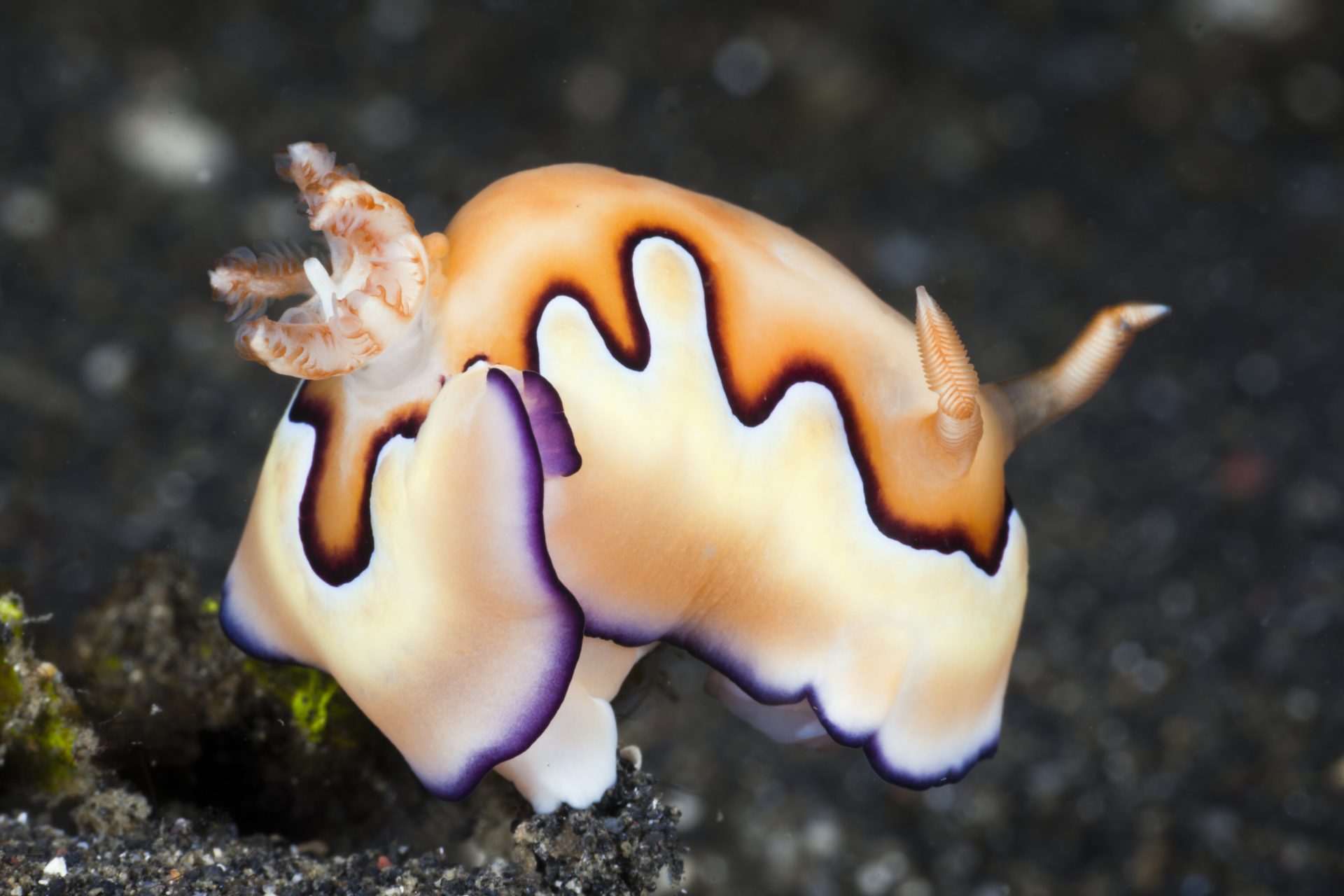 White-banded sea slug