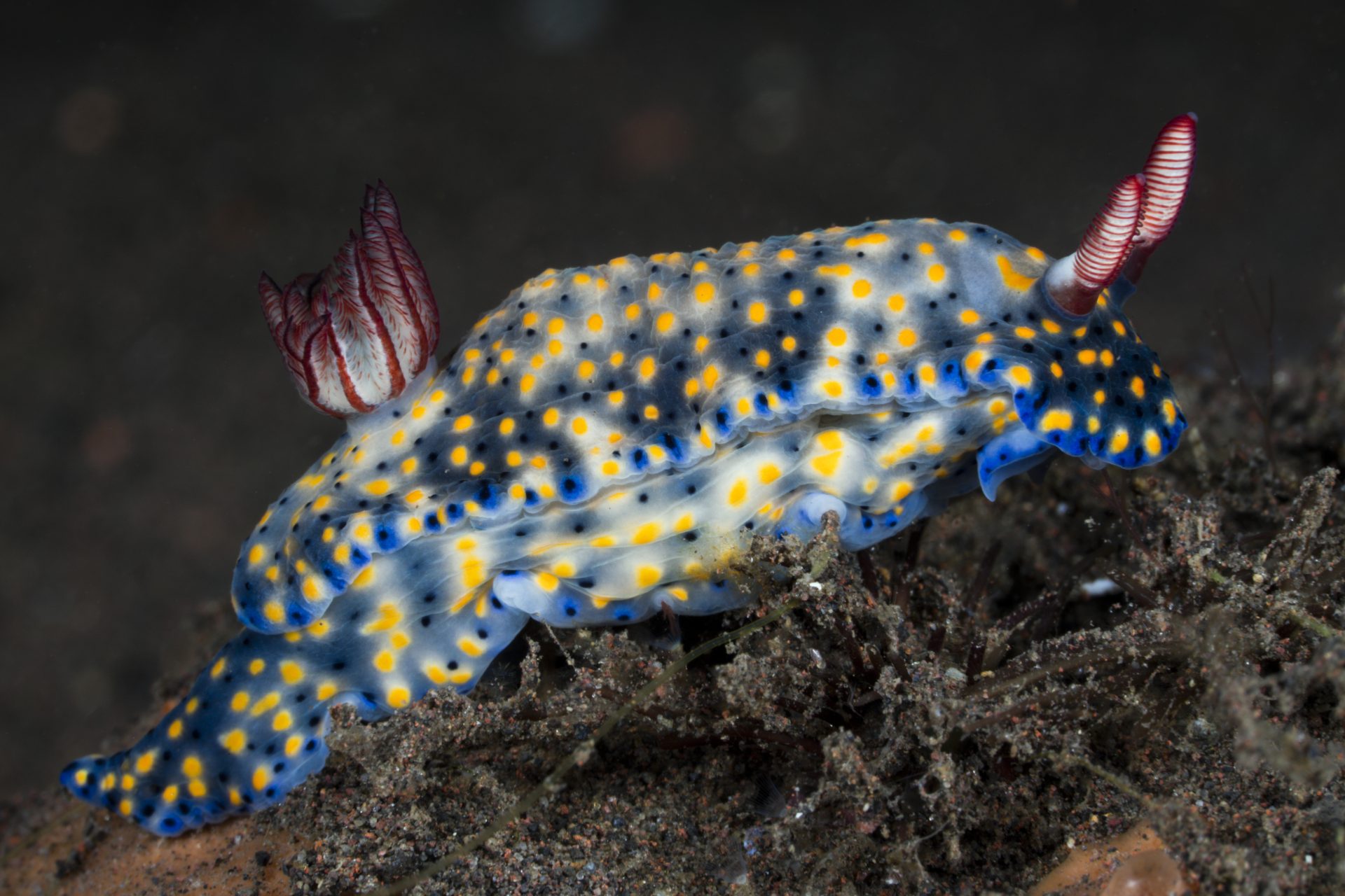 Starry Sea Slug