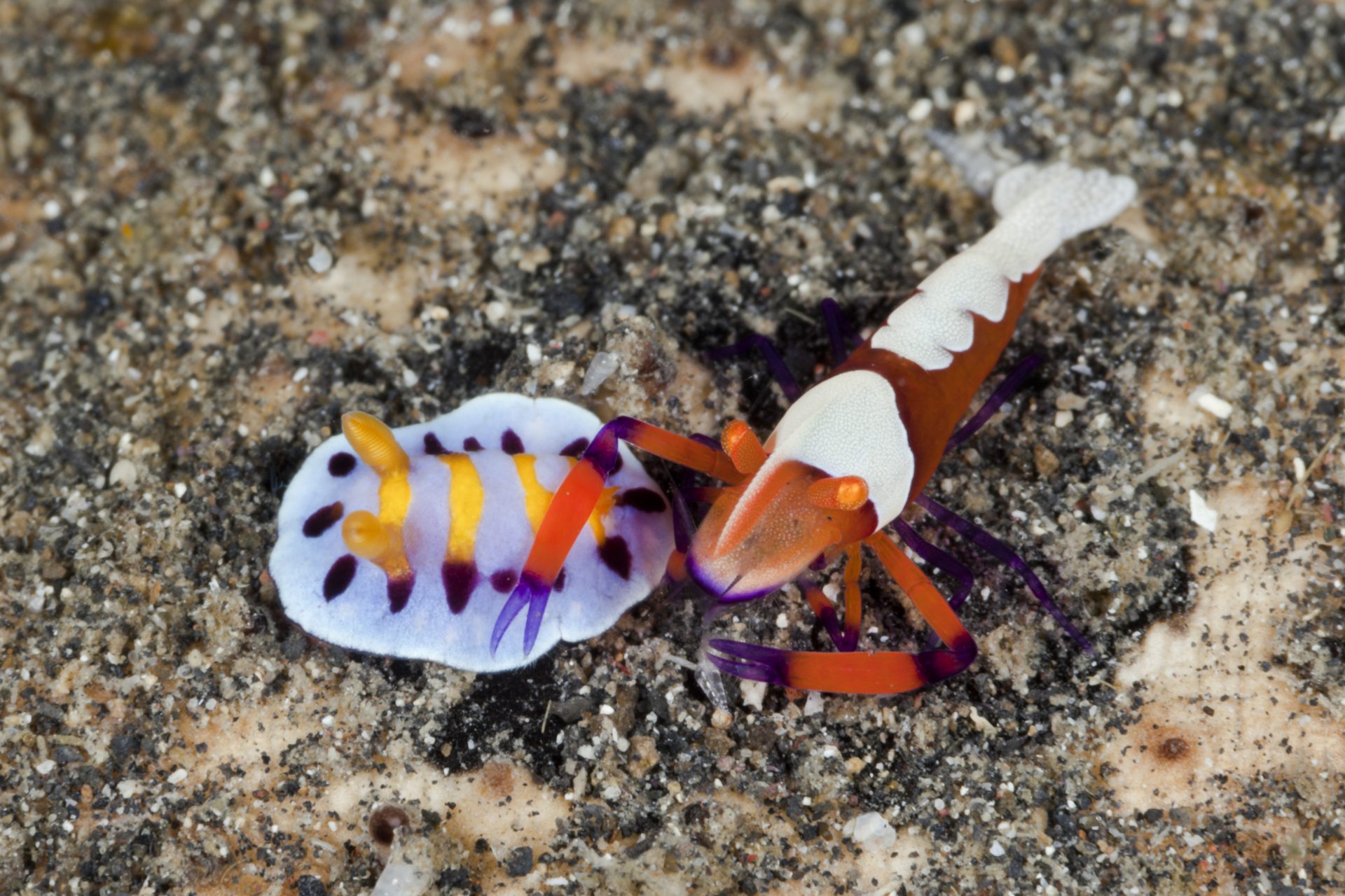 Sea slug shrimp