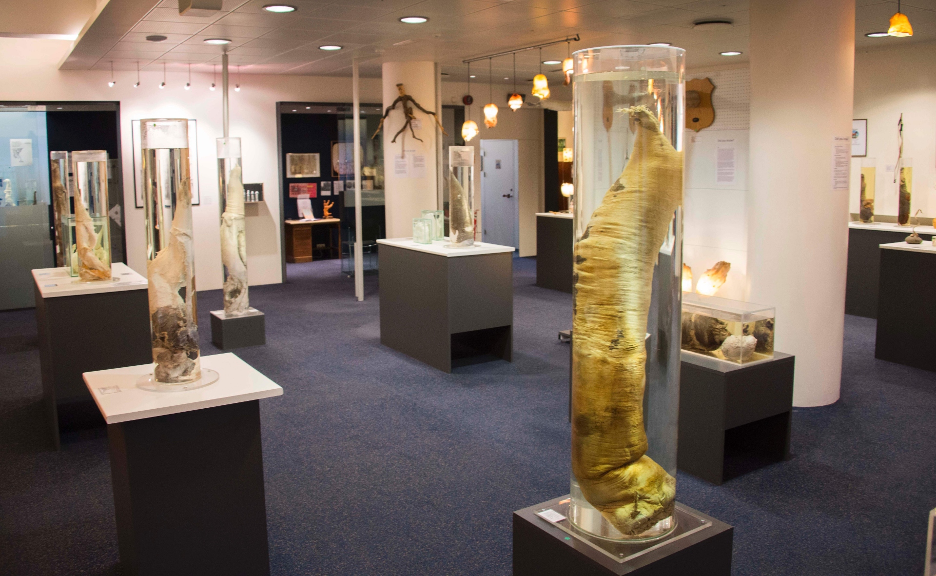 Icelandic Phallological Museum