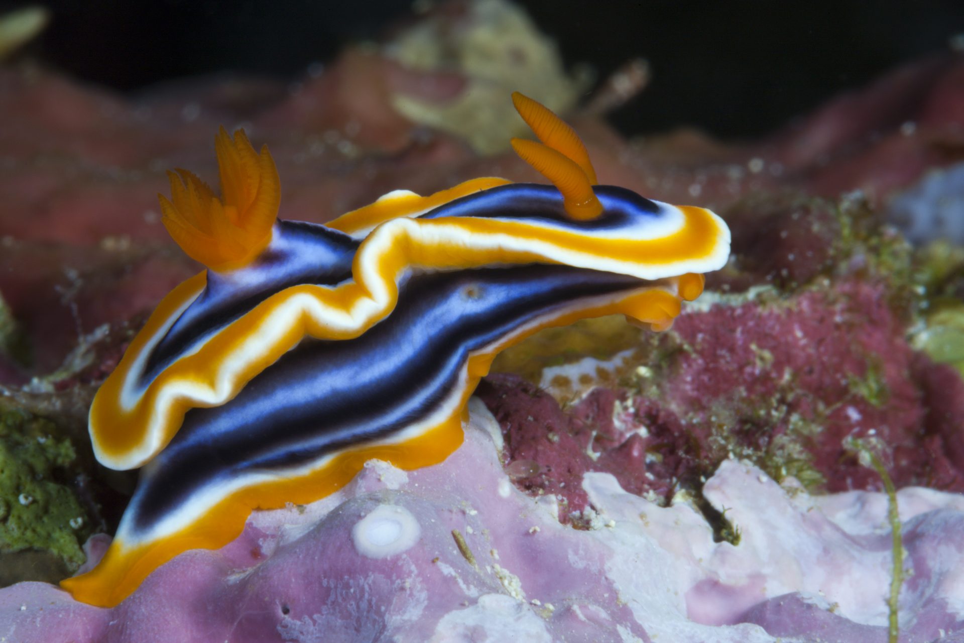 Colorful jewels of the sea: The wonderful world of sea slugs