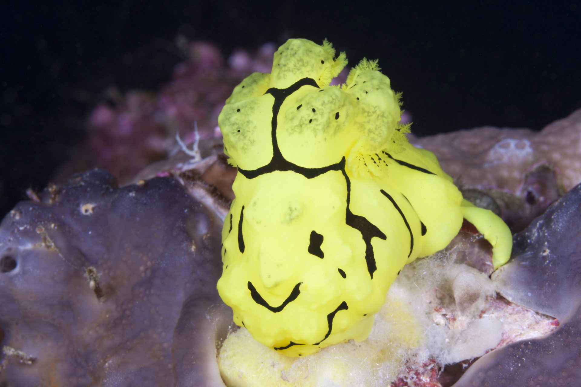 Yellow tiger sea slug