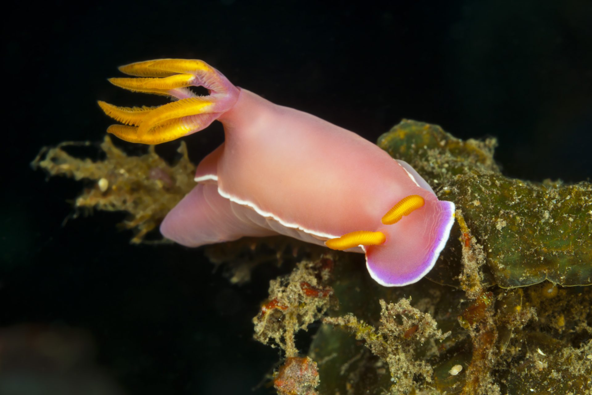 Elephant sea slug