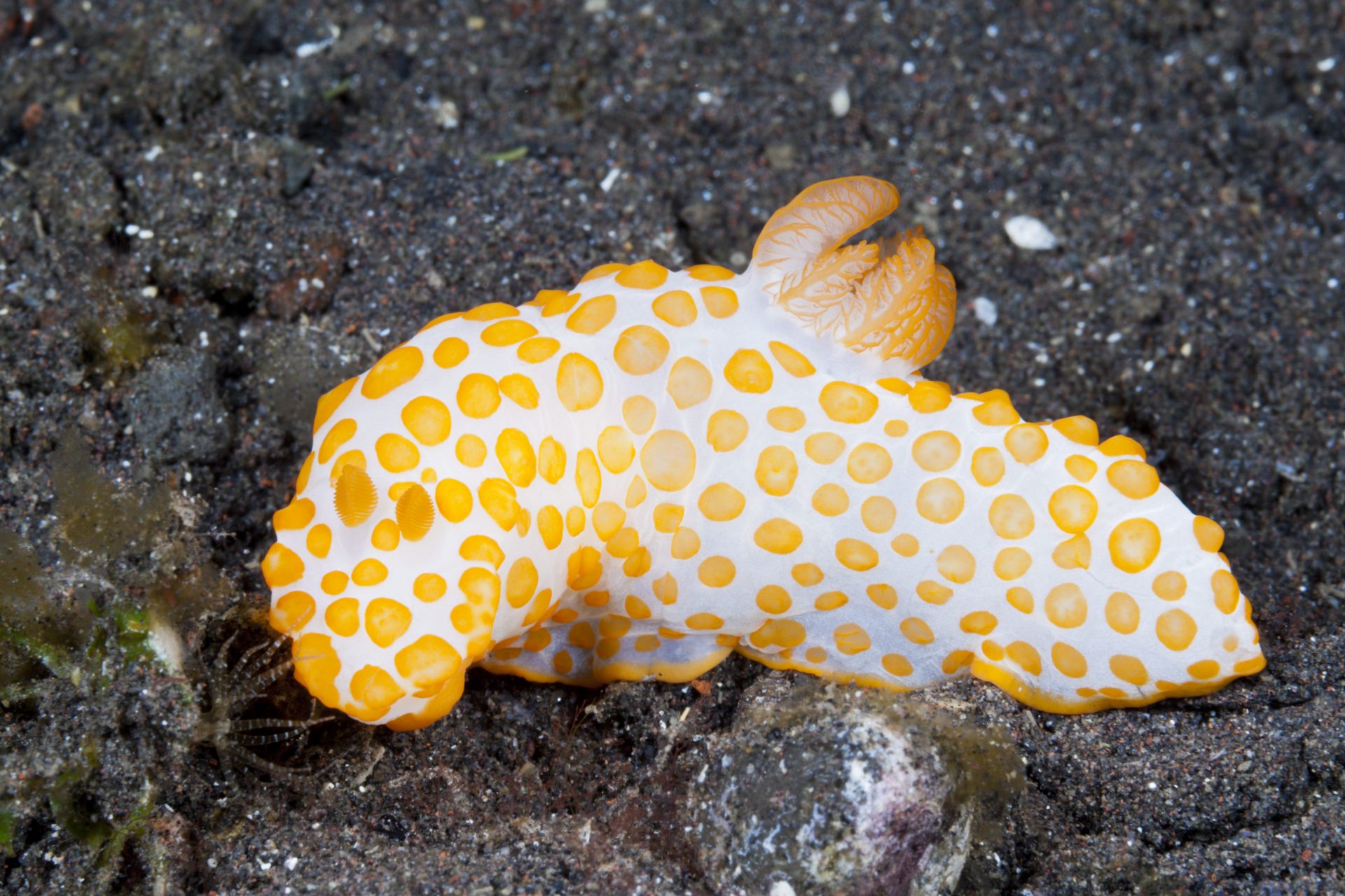 Yellow-spotted sea slug