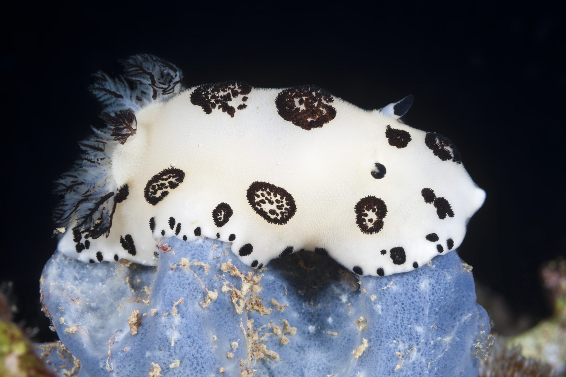 Spotted sea slug