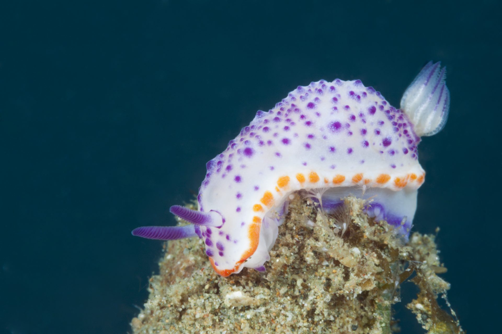 Renge Sea Slug