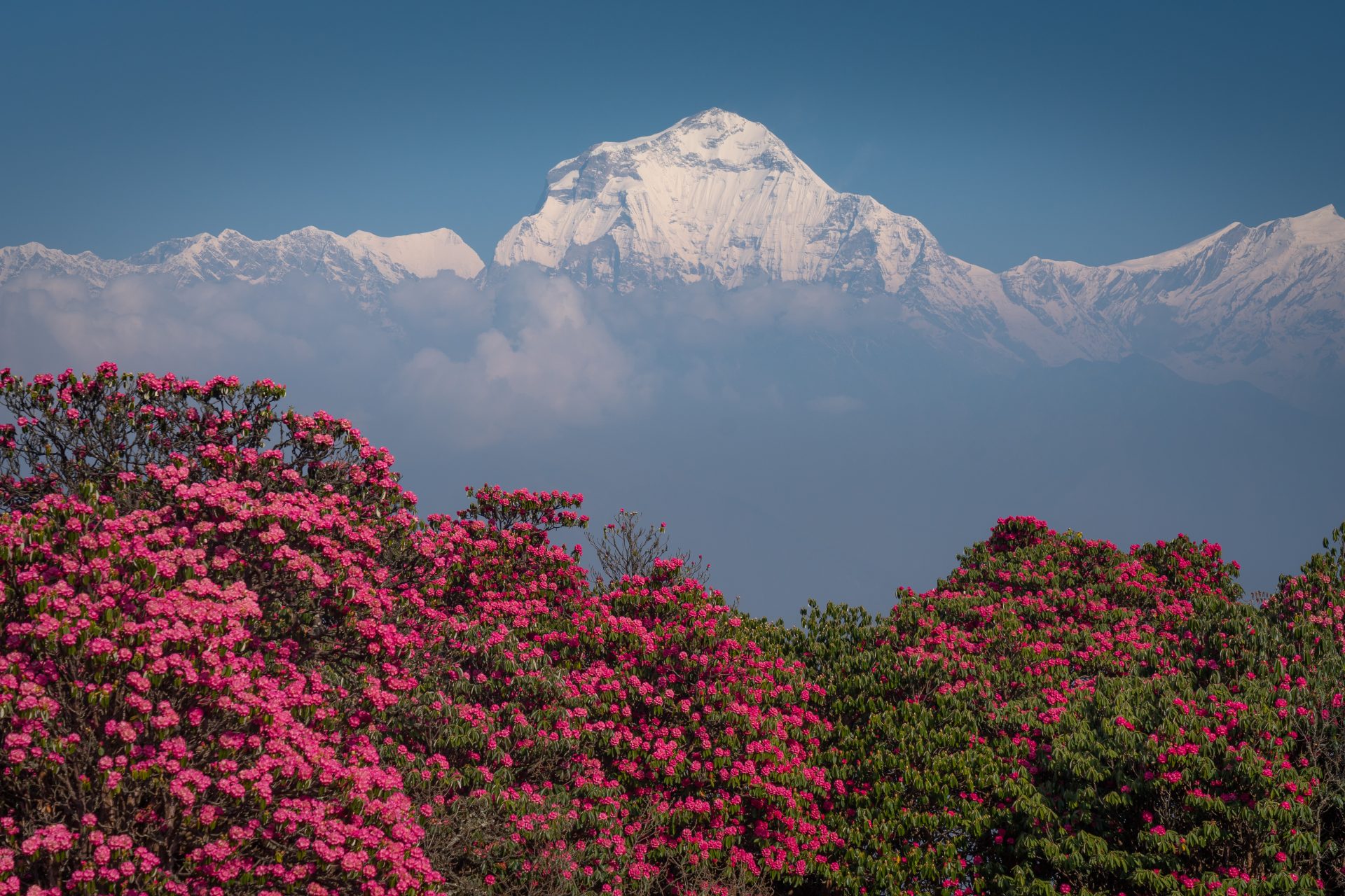 La floraison des rhododendrons dans l'Himalaya 