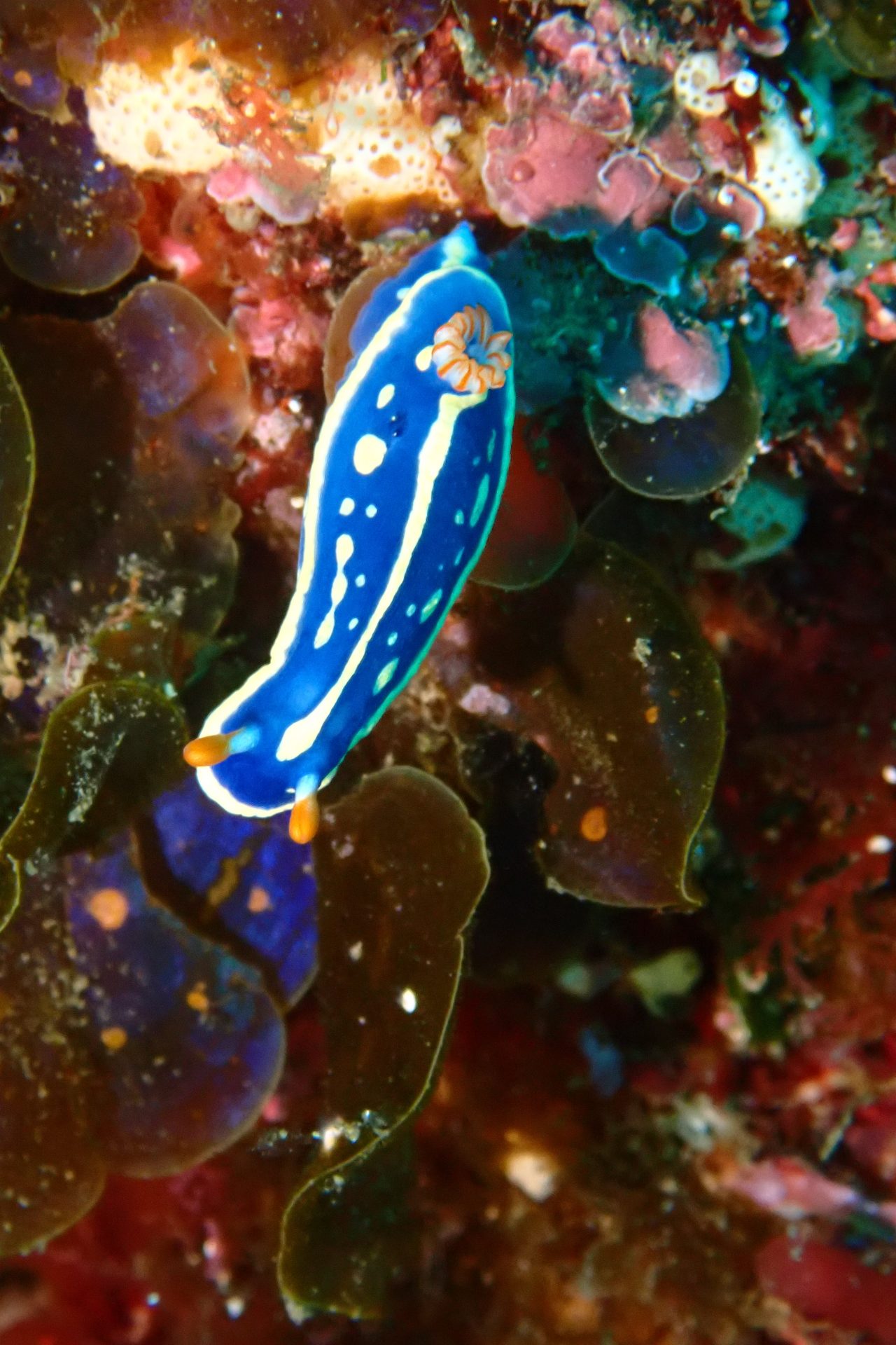 Blue sea slug