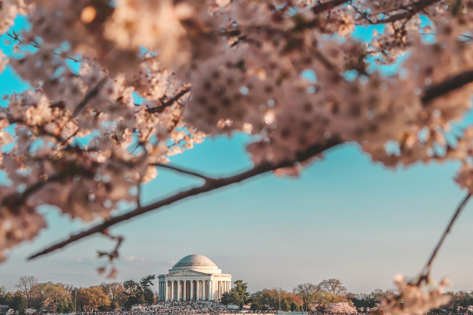 Cerezos en flor en Washington DC, EE.UU. 