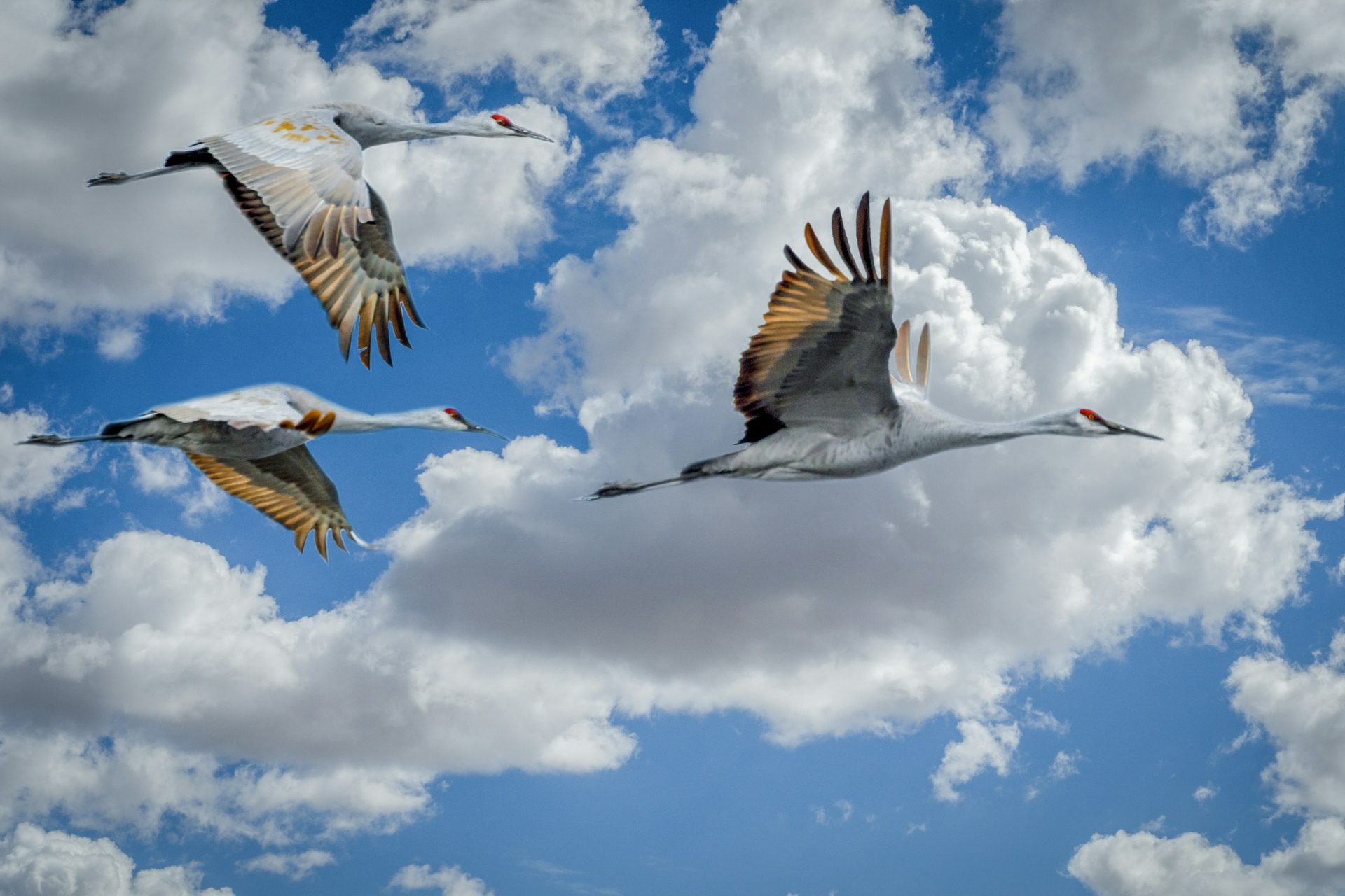 Sandhill crane migration in Nebraska, USA 
