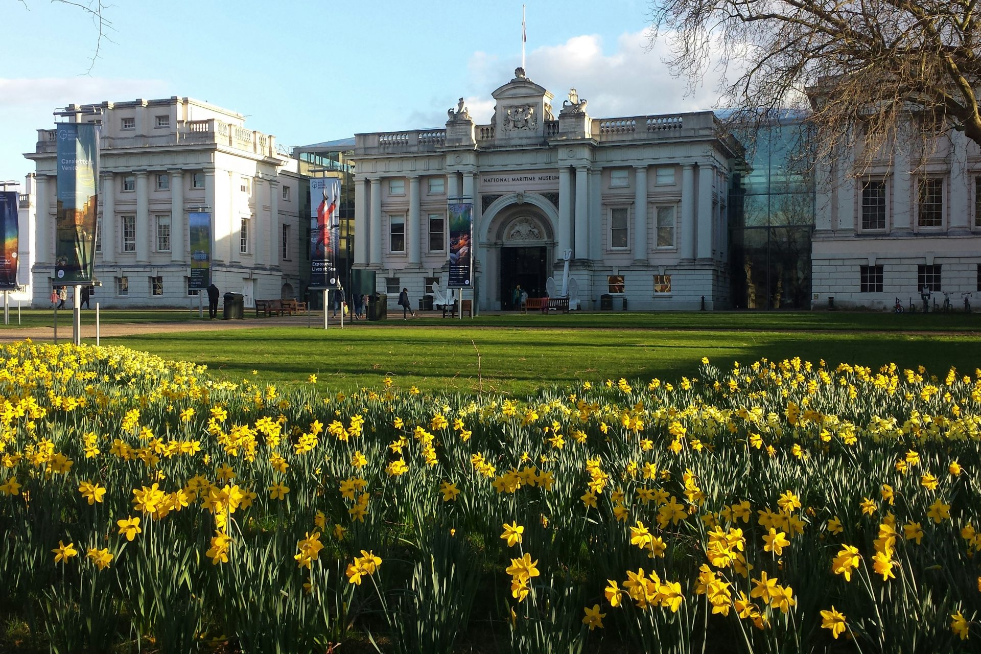 Daffodils in London, UK