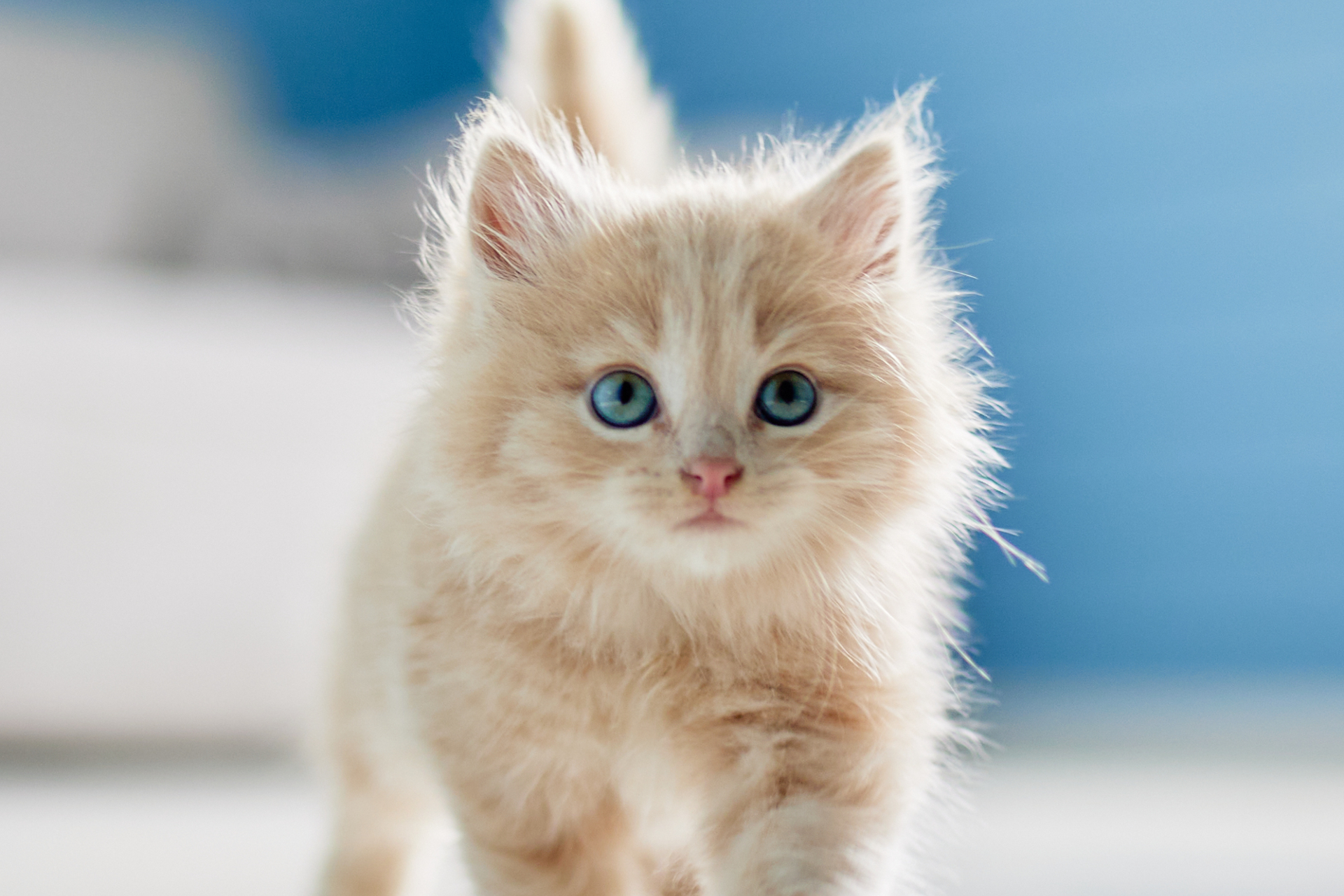 Les plus belles races de chats, selon la science