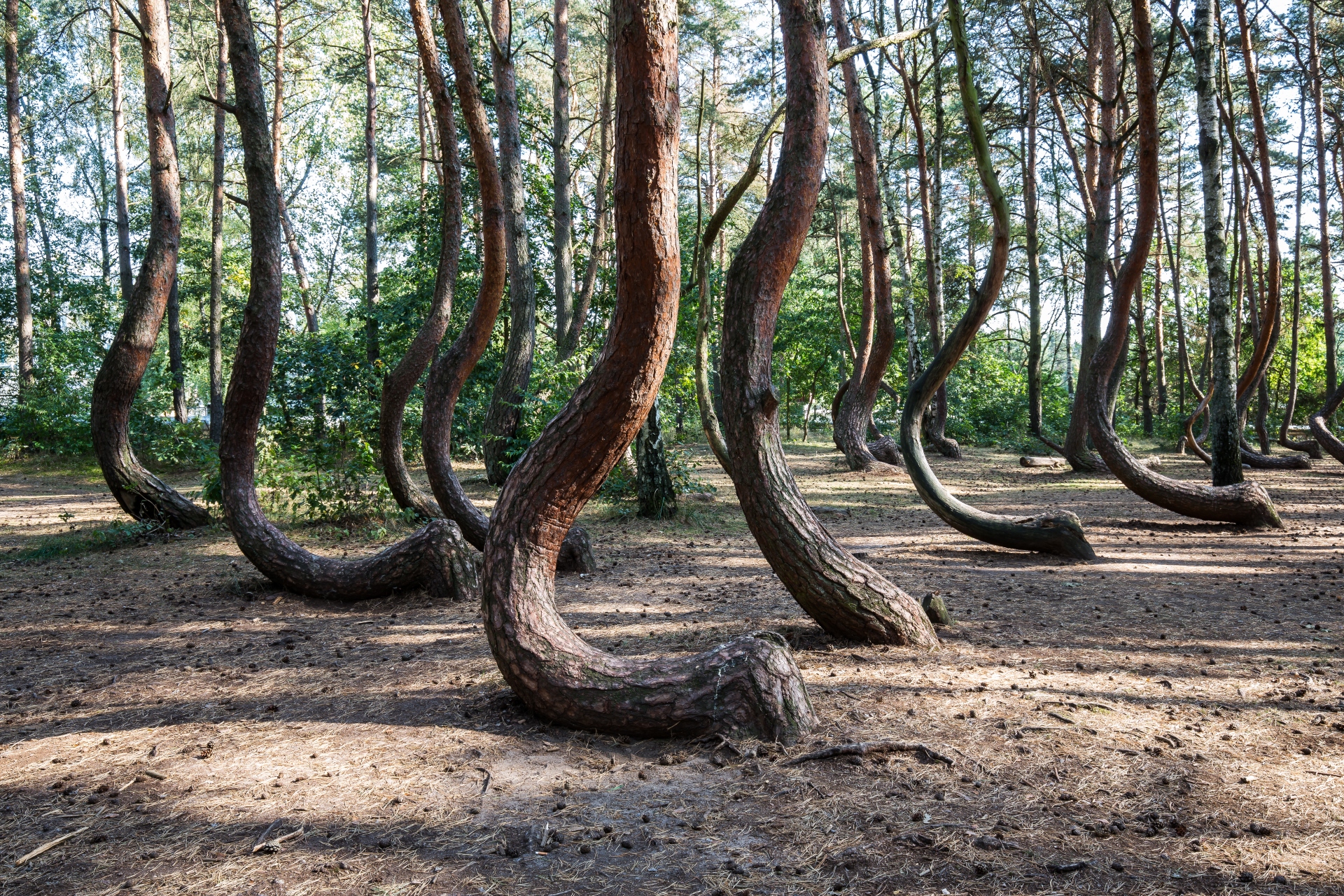 Bosque Torcido, Polonia