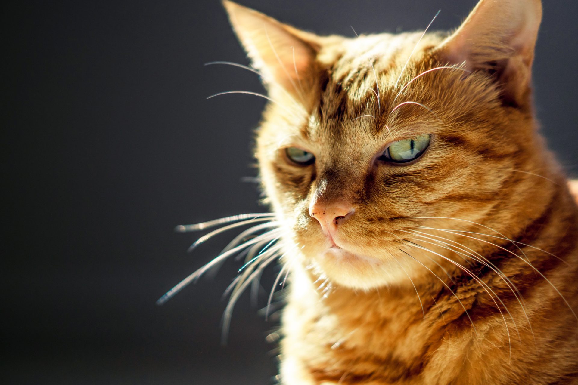 Könnten Katzen die perfekten Spione sein?