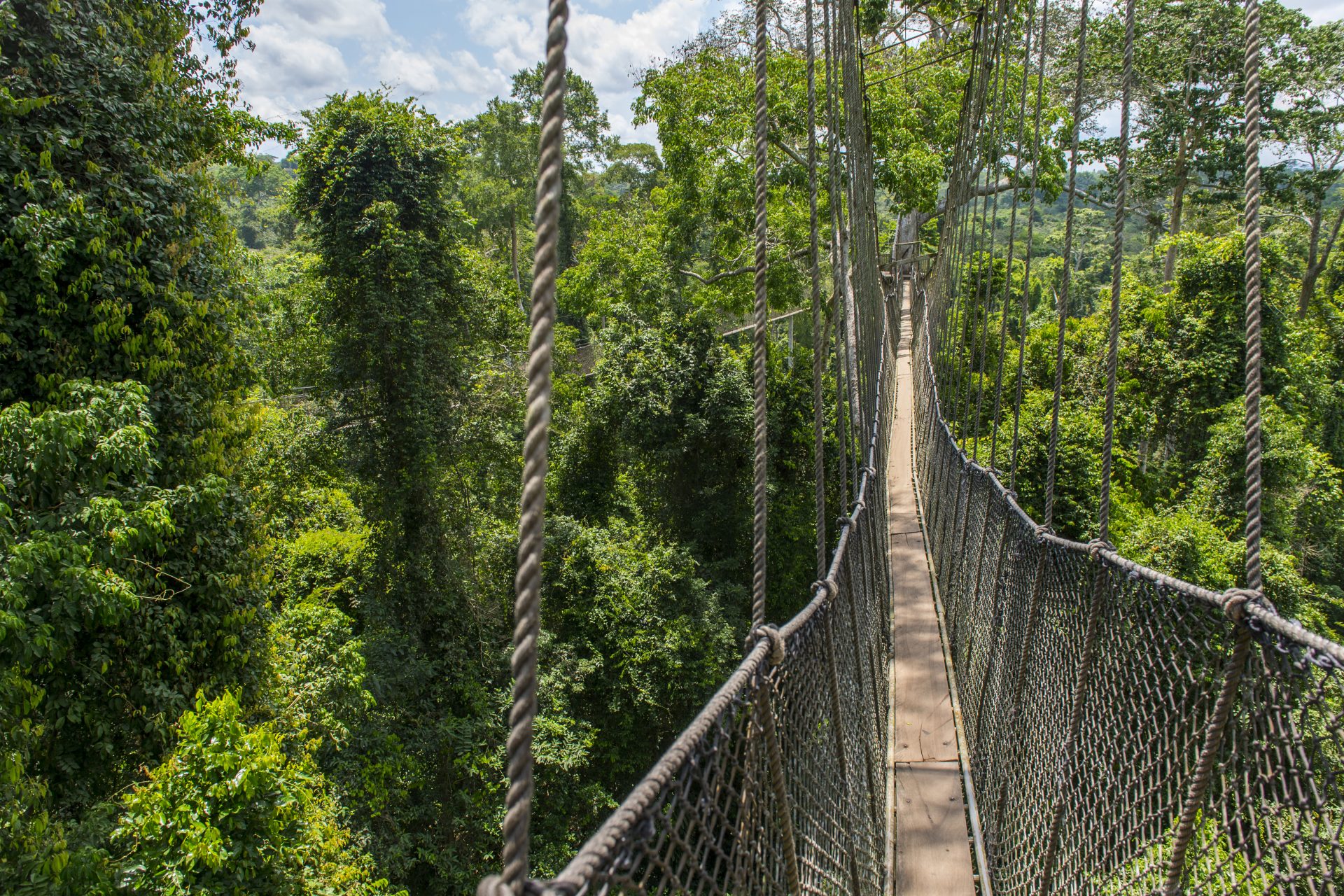 Puente Kakum Canopy (Ghana)