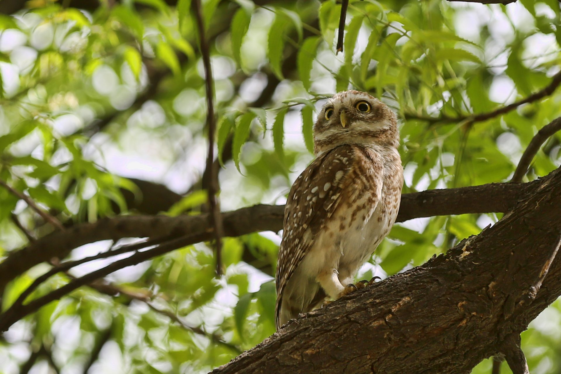 “Spotted owls are at a crossroads