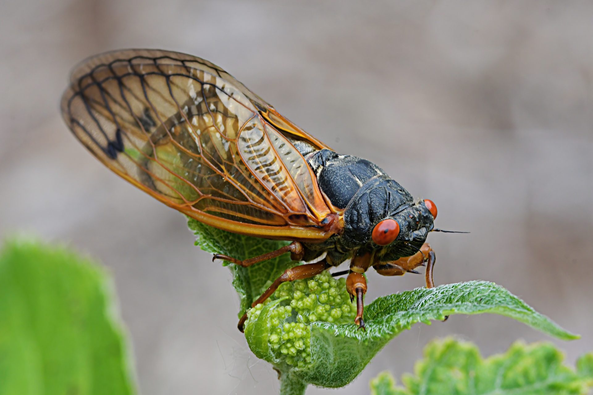 What are Cicadas?