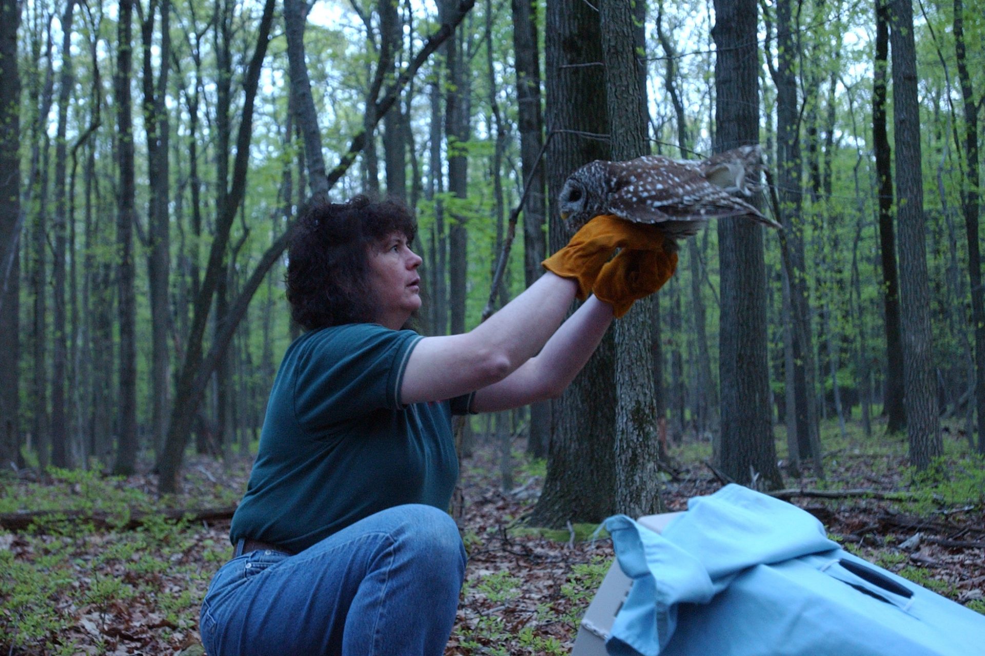 Saving the northern spotted owl 