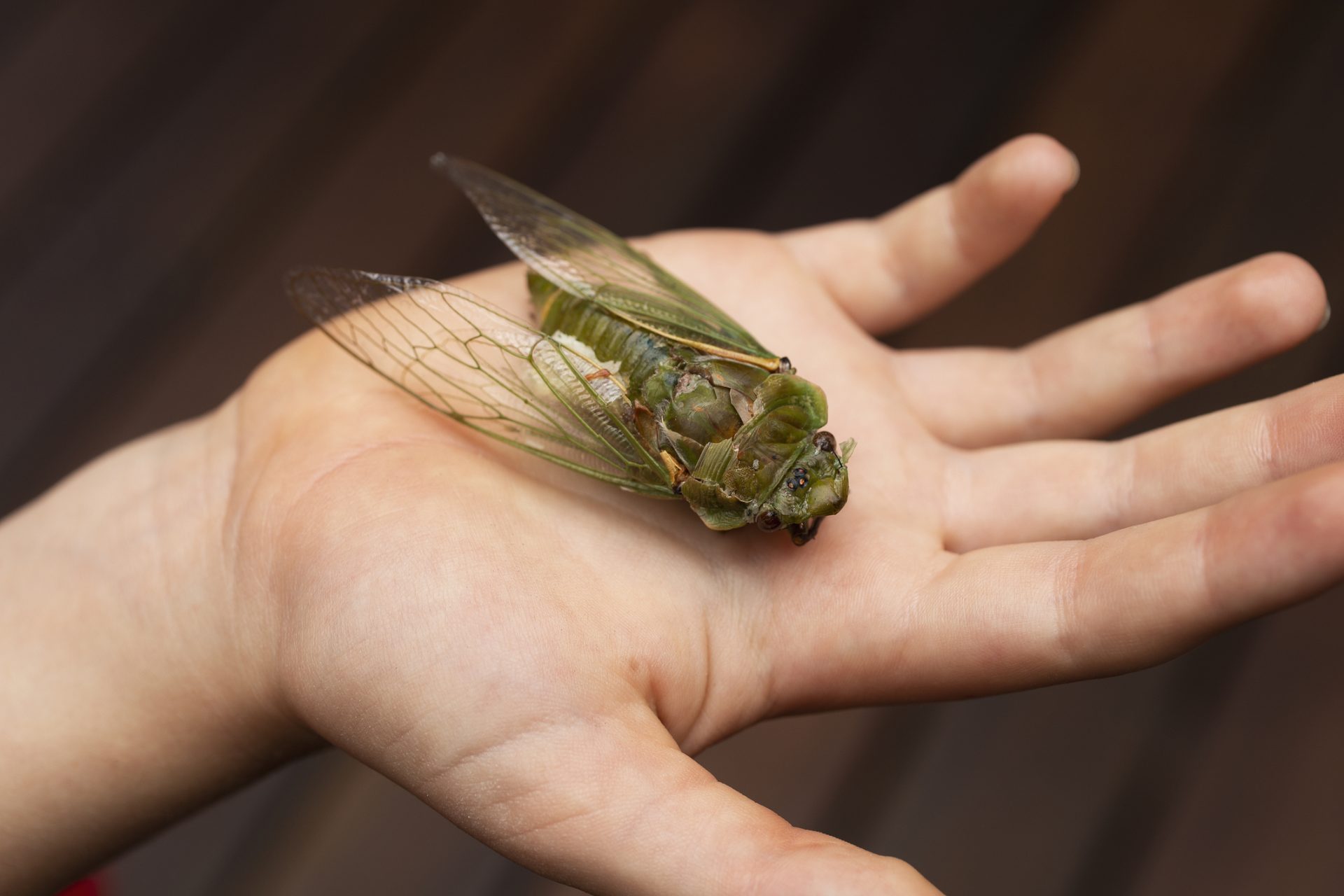 Parts of the U.S. are about to be covered in this weird bug