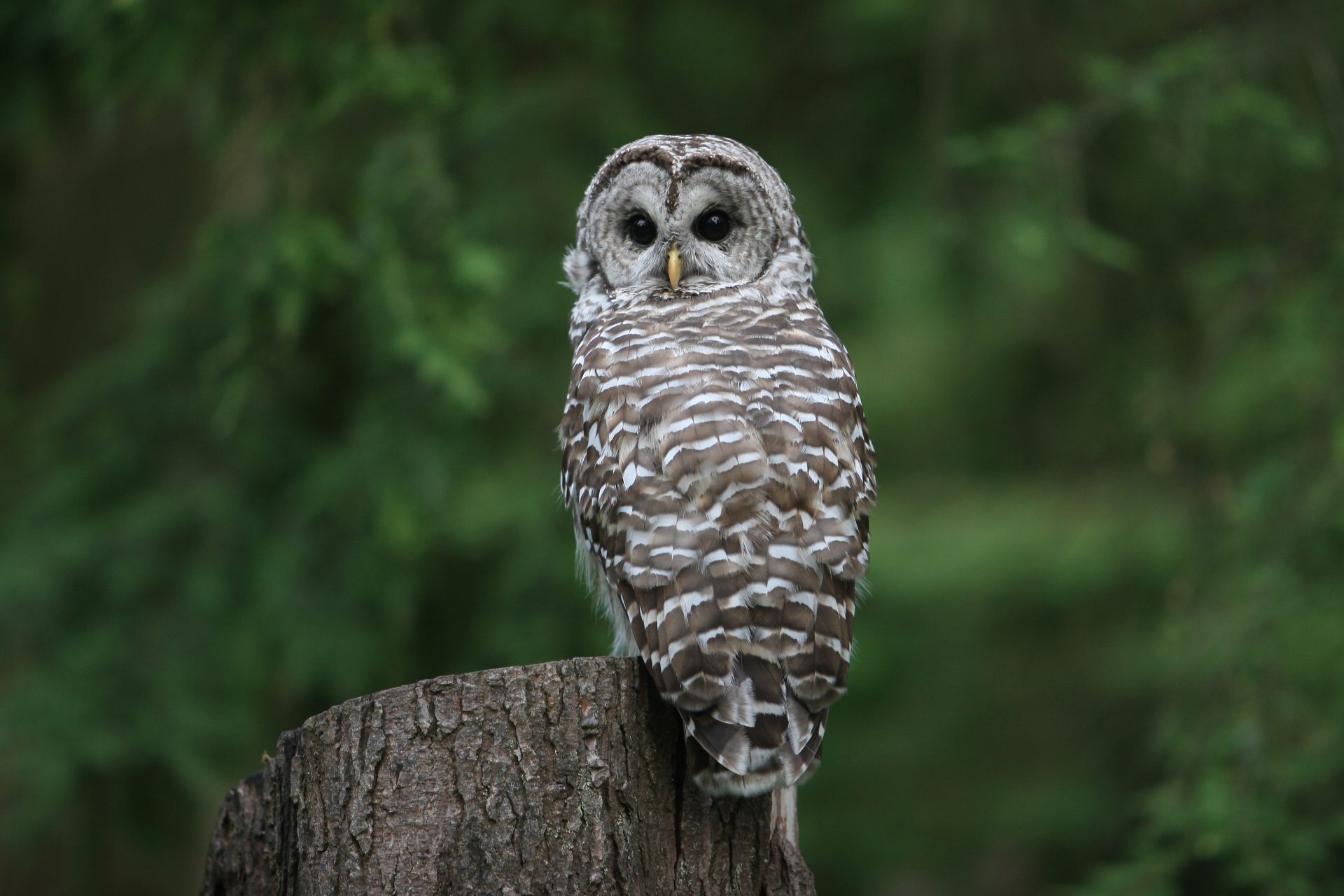 The northern spotted owl 