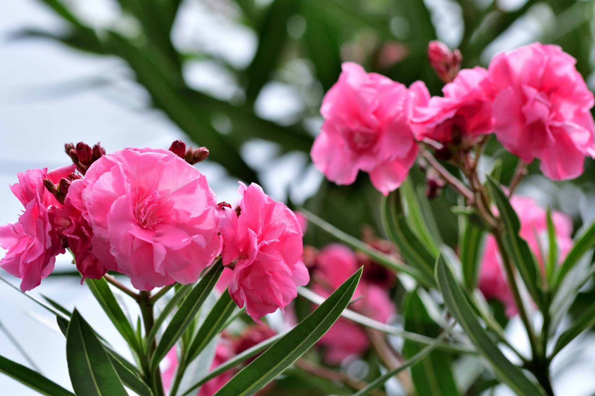 Le laurier-rose (Nerium oleander)