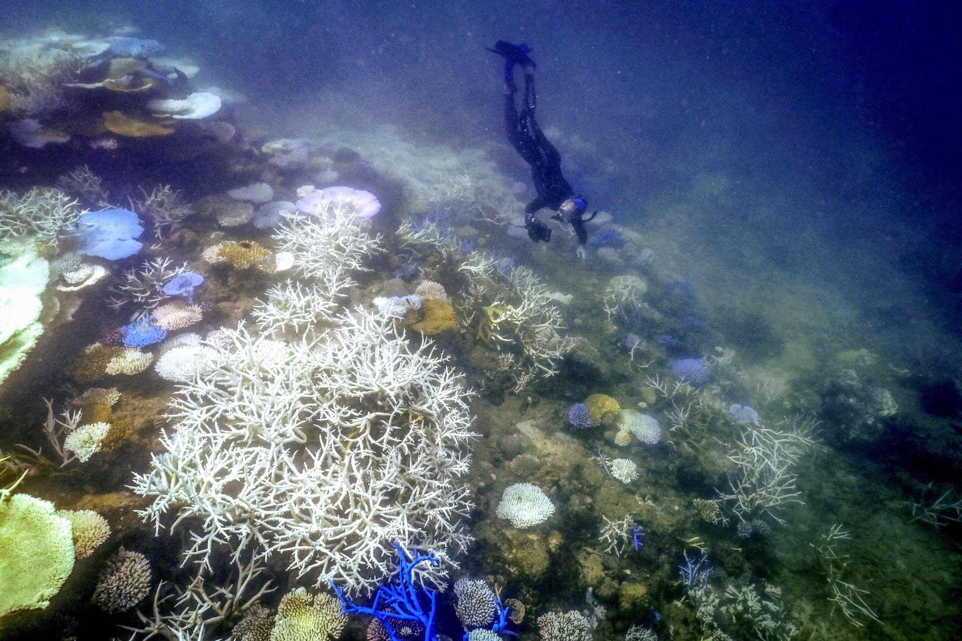 More than half of worldwide coral reefs 