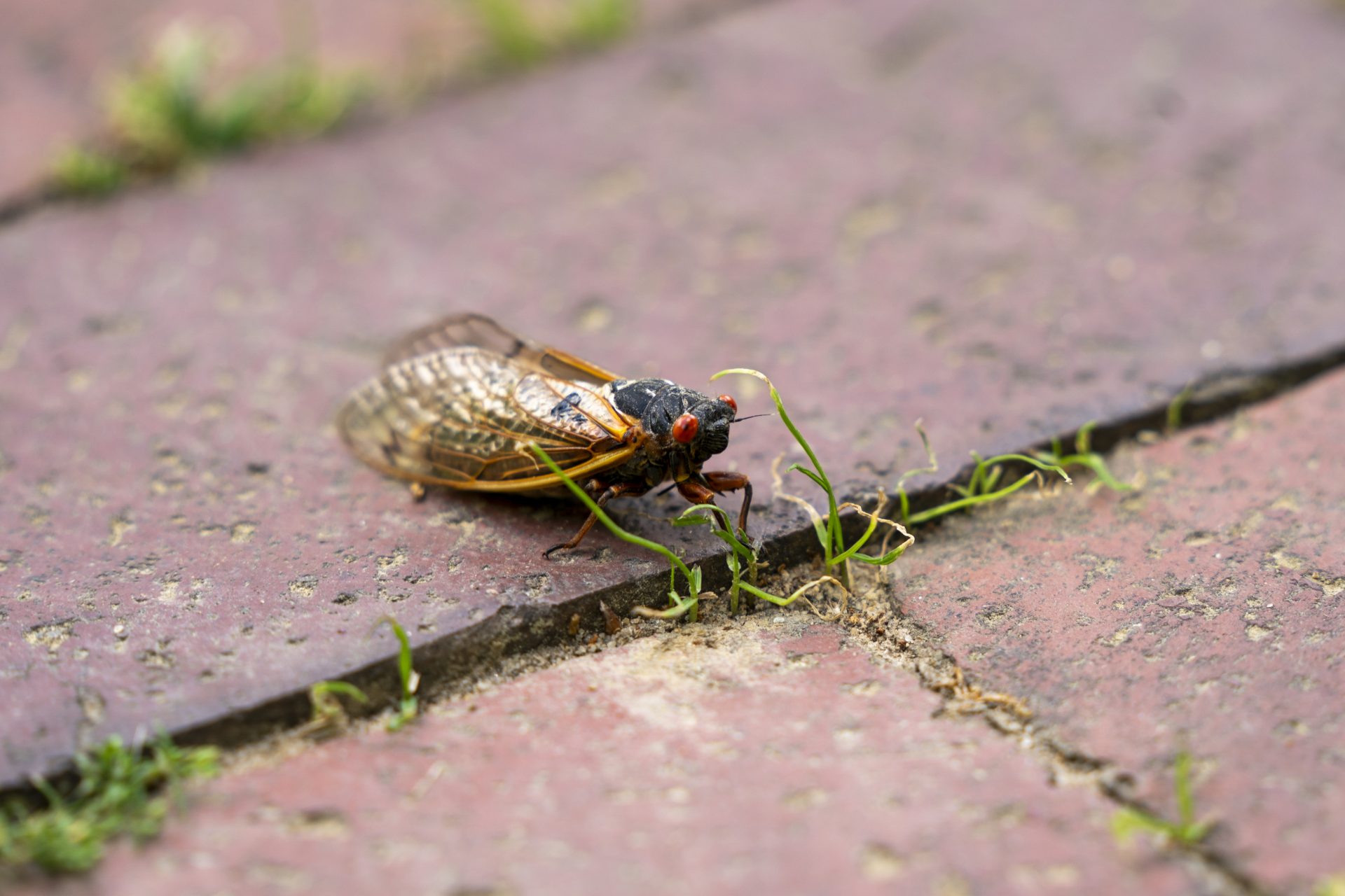 Swarms of noisy bugs are now starting to cover parts of the United States