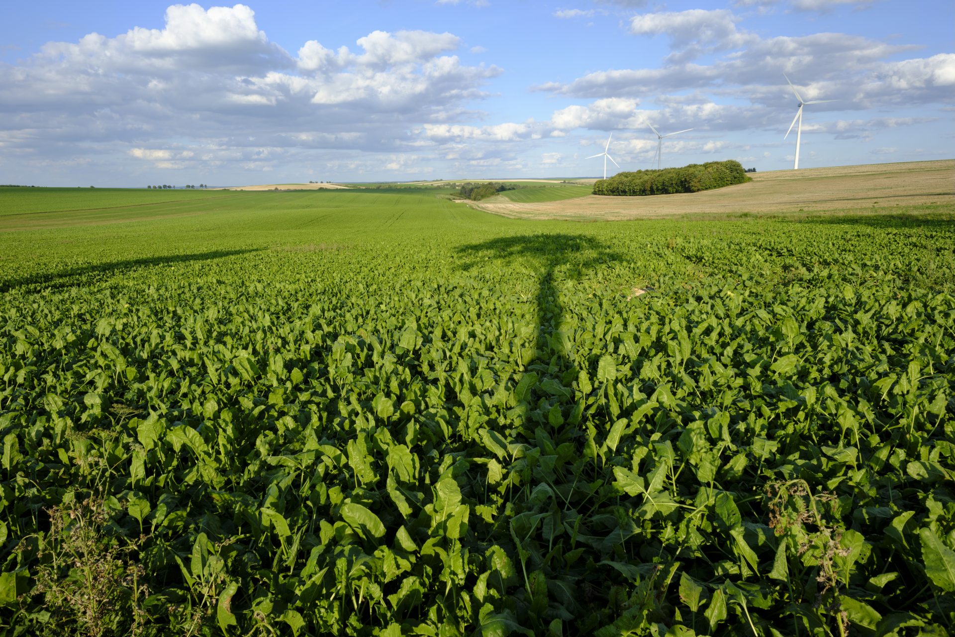 De bonnes nouvelles pour le climat