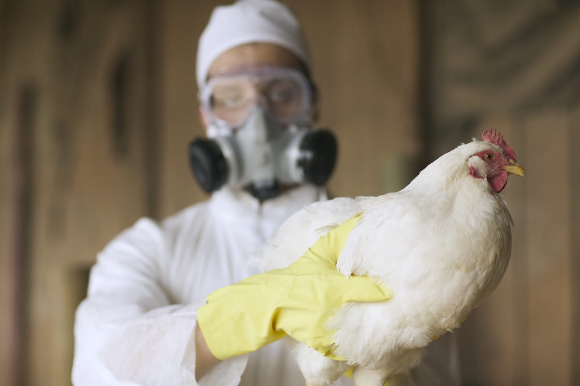 A ameaça da gripe aviária
