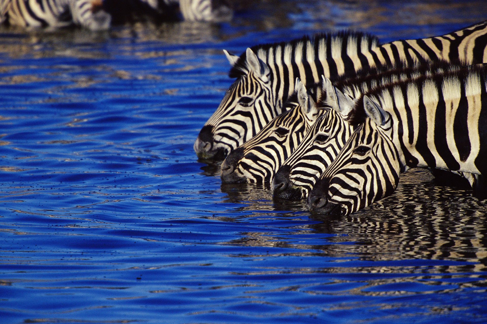 A dazzle of Zebras