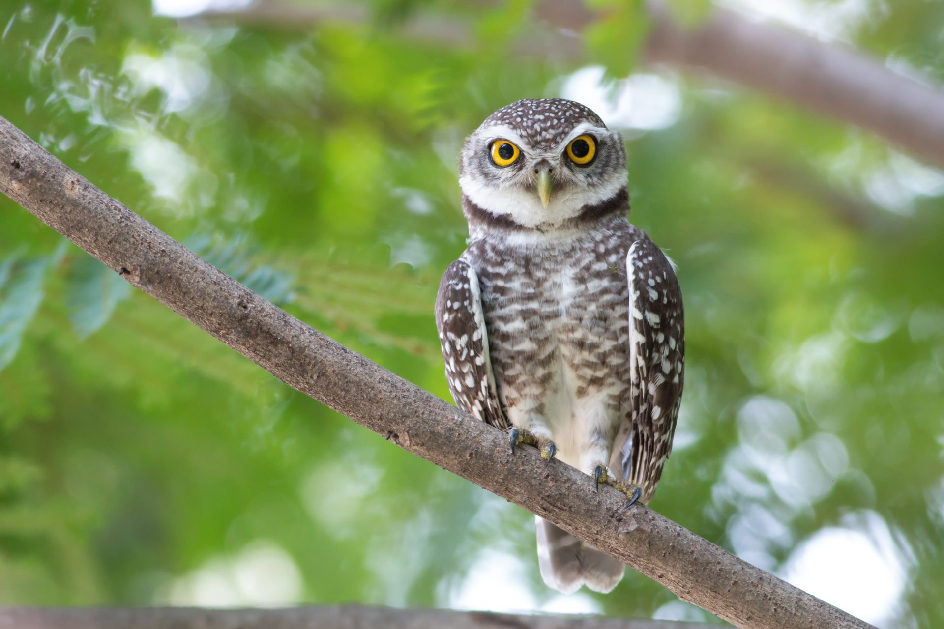 The U.S. government plans to kill half a million owls, but why?