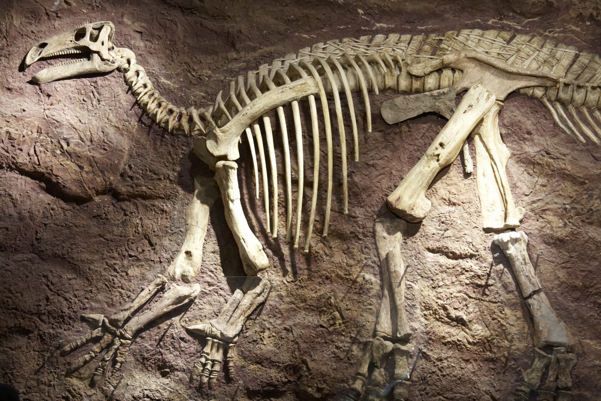 Researchers used dinosaur fossils to challenge a long-held scientific theory