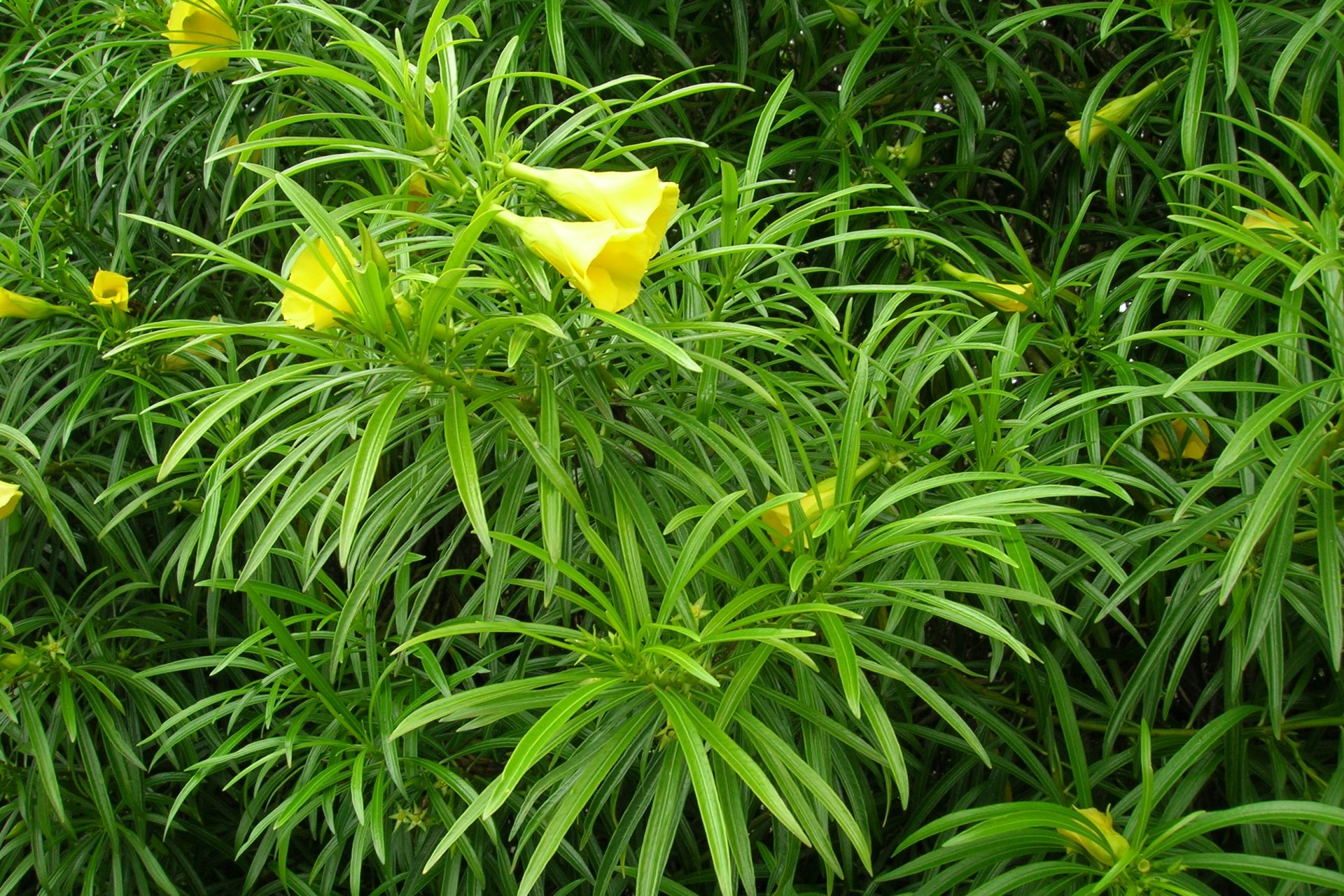 Laurier jaune (Thevétia du Pérou)