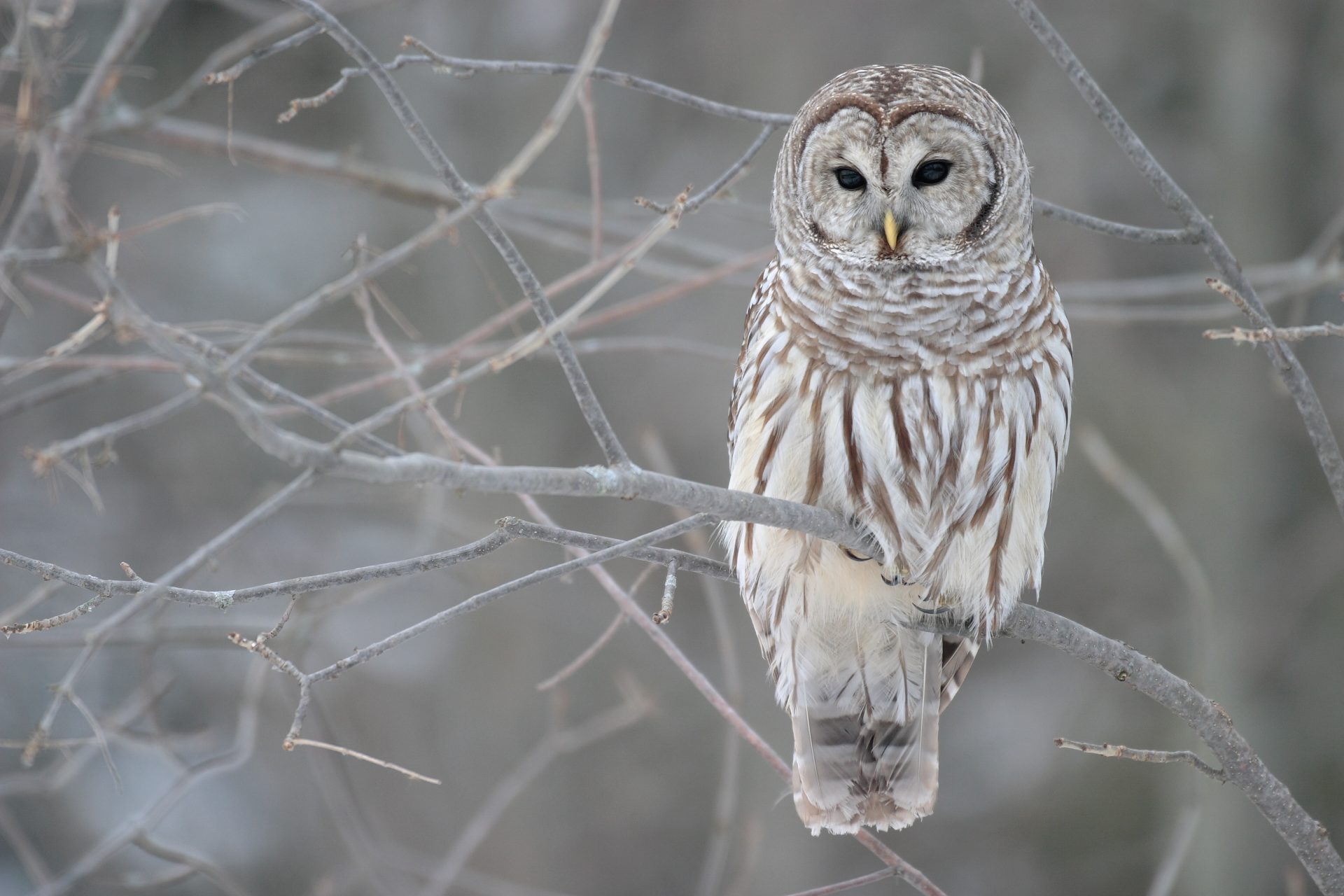 15,600 barred owls will be culled every year