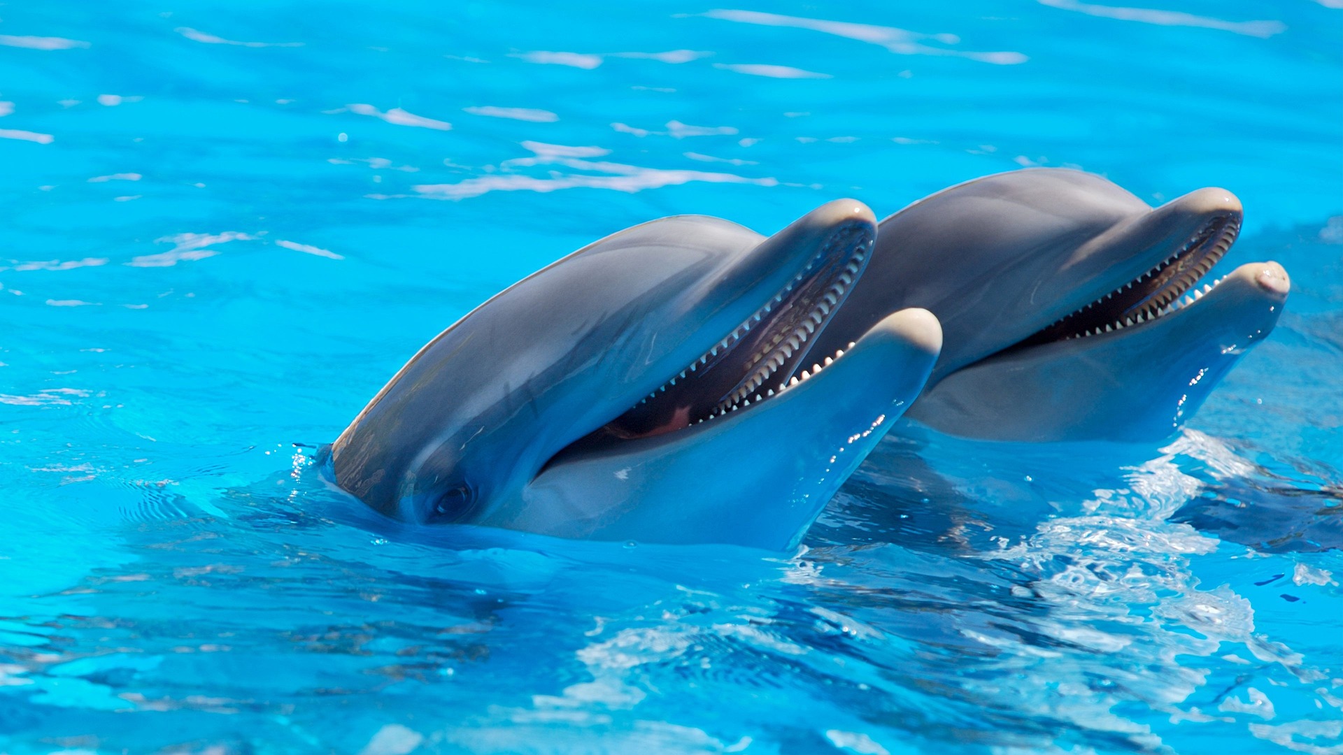 Simpáticos delfines