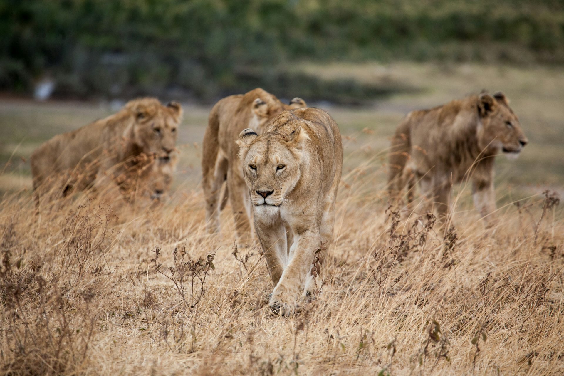 Why don’t lions attack tourists?