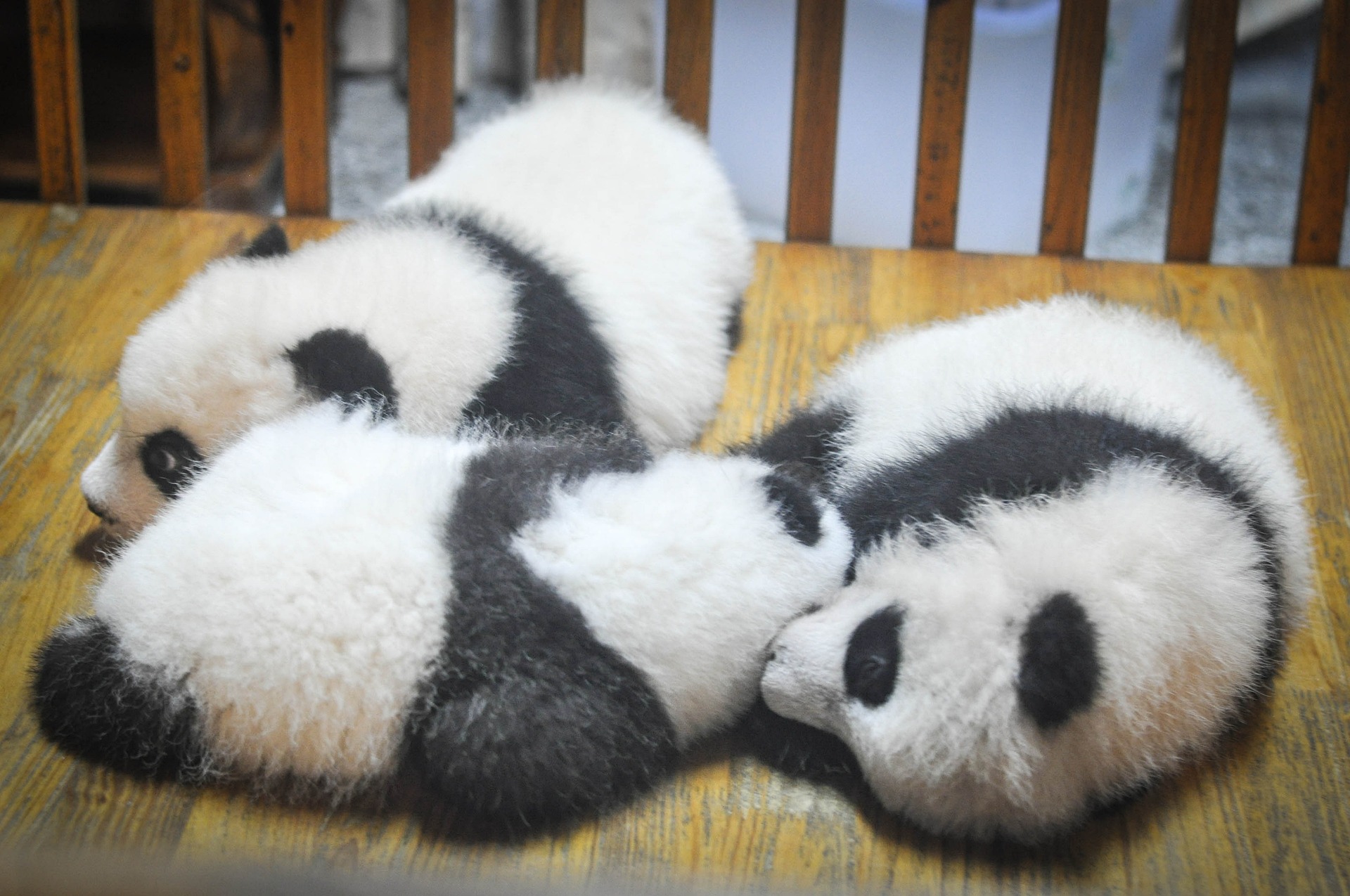 Adorables osos panda
