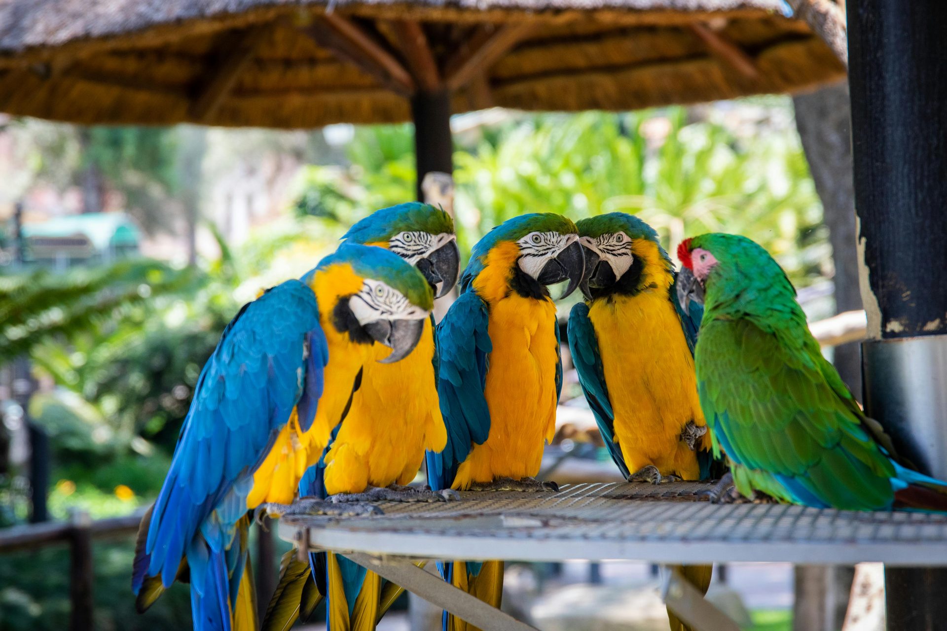 A pandemonium of parrots