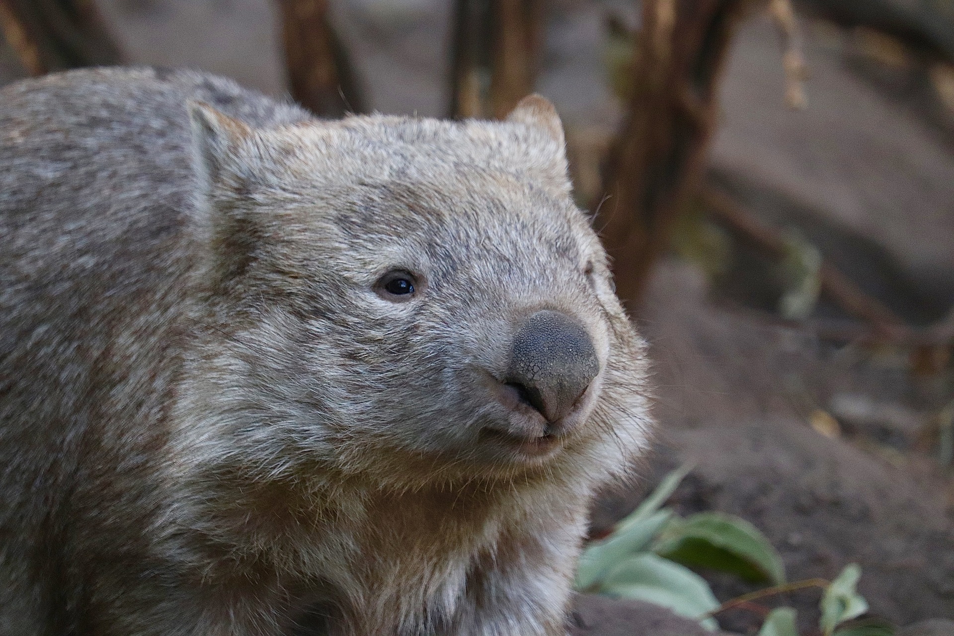 Esponjositos wombats