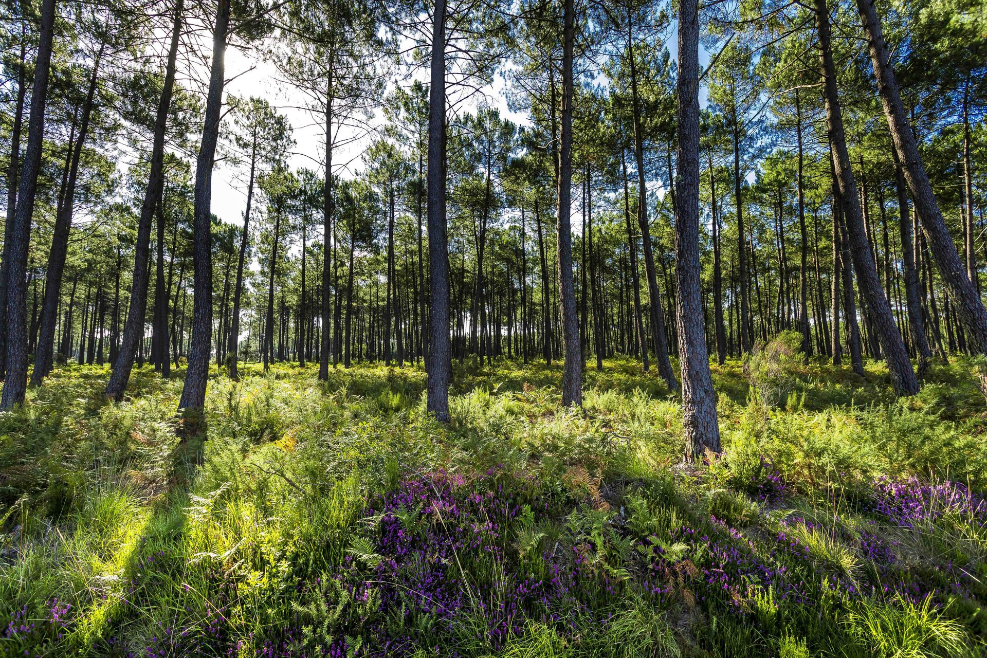 La forêt : un environnement bienfaisant