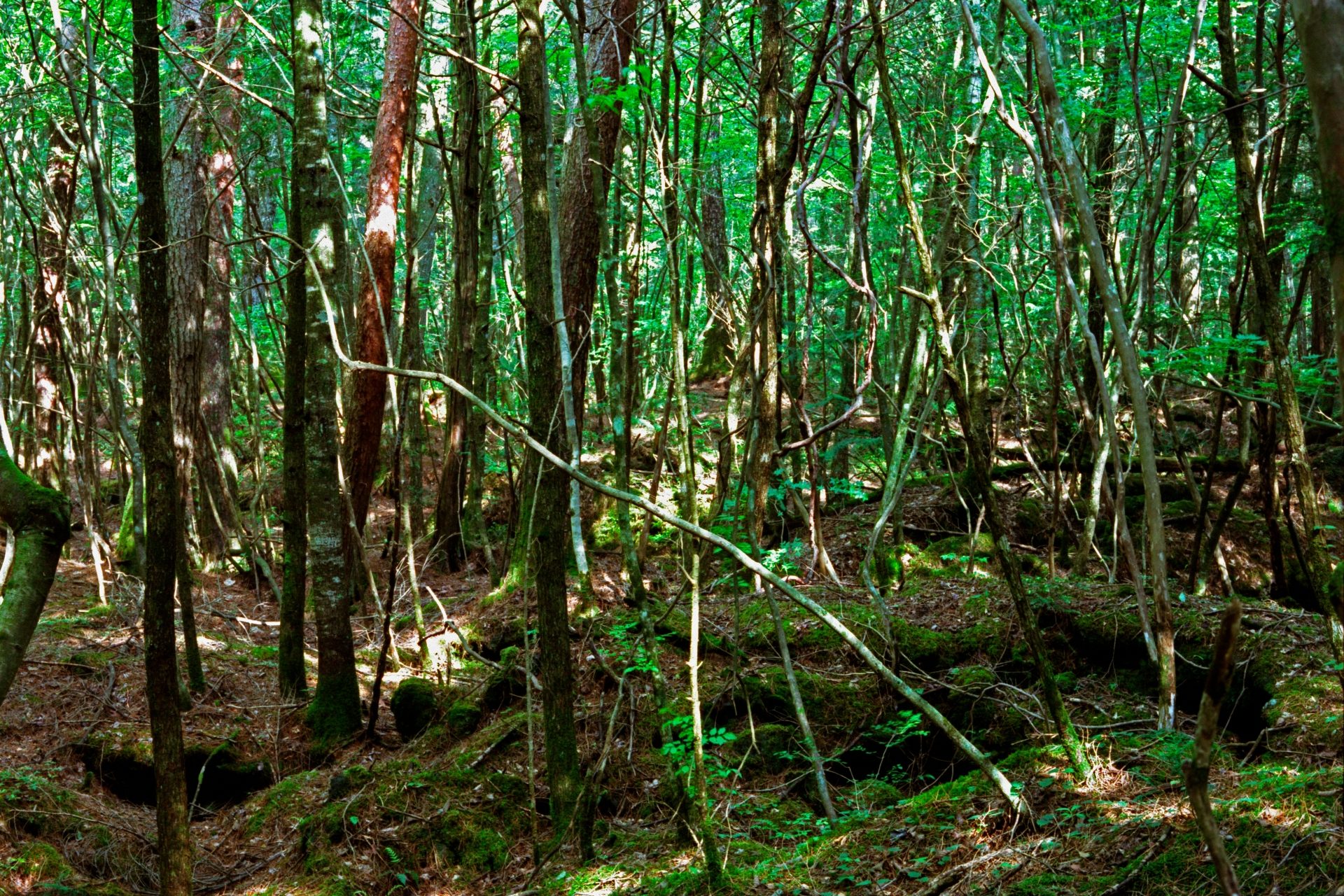 El bosque Aokigahara (Yamanashi, Japón)