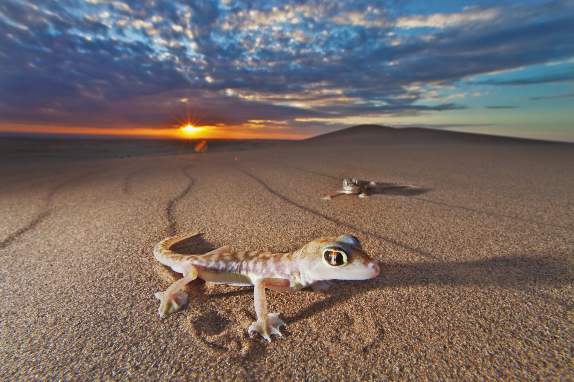 Alteration in the behavior of nocturnal species